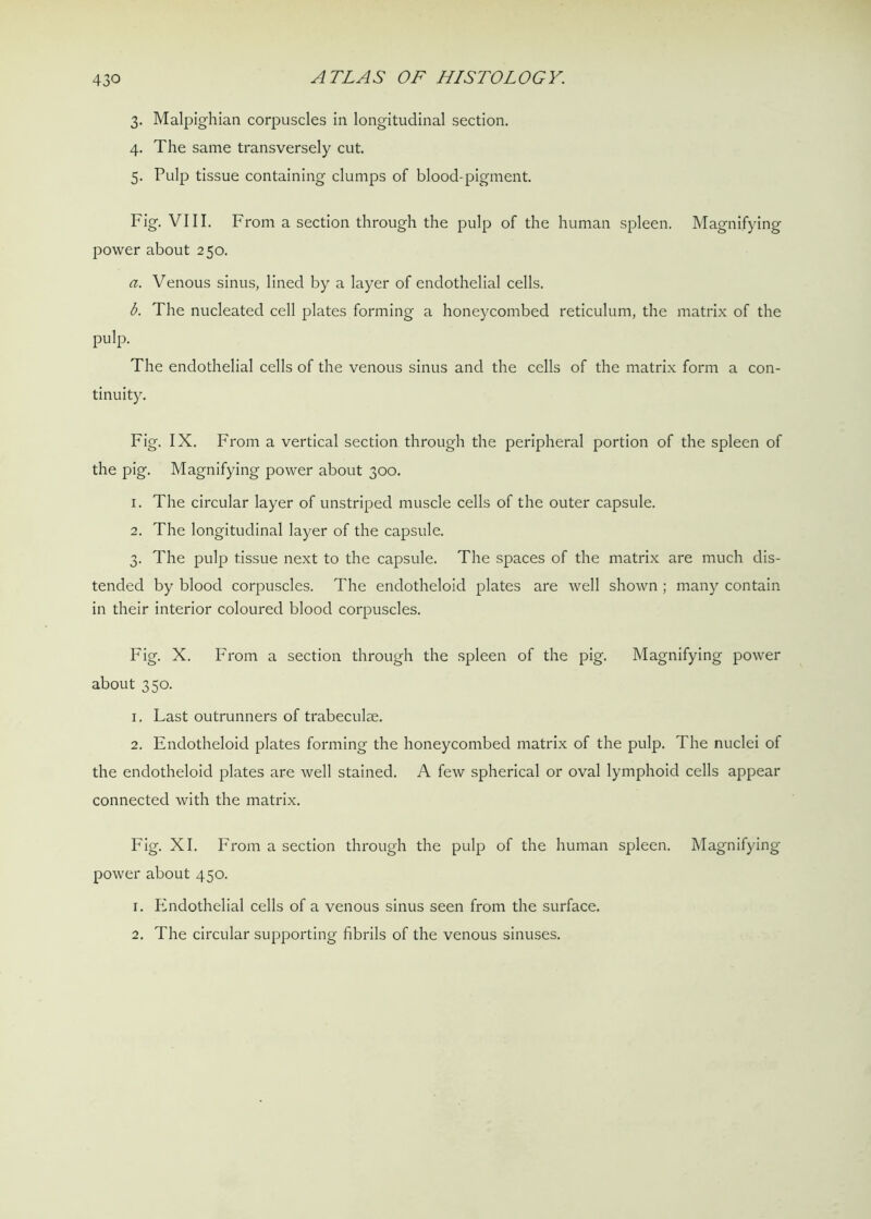 3. Malpighian corpuscles in longitudinal section. 4. The same transversely cut. 5. Pulp tissue containing clumps of blood-pigment. Fig. VIII. From a section through the pulp of the human spleen. Magnifying power about 250. a. Venous sinus, lined by a layer of endothelial cells. b. The nucleated cell plates forming a honeycombed reticulum, the matrix of the pulp. The endothelial cells of the venous sinus and the cells of the matrix form a con- tinuity. Fig. IX. From a vertical section through the peripheral portion of the spleen of the pig. Magnifying power about 300. 1. The circular layer of unstriped muscle cells of the outer capsule. 2. The longitudinal layer of the capsule. 3. The pulp tissue next to the capsule. The spaces of the matrix are much dis- tended by blood corpuscles. The endotheloid plates are well shown ; many contain in their interior coloured blood corpuscles. Fig. X. From a section through the spleen of the pig. Magnifying power about 350. 1. Last outrunners of trabecula. 2. Endotheloid plates forming the honeycombed matrix of the pulp. The nuclei of the endotheloid plates are well stained. A few spherical or oval lymphoid cells appear connected with the matrix. Fig. XI. From a section through the pulp of the human spleen. Magnifying power about 450. 1. Endothelial cells of a venous sinus seen from the surface. 2. The circular supporting fibrils of the venous sinuses.