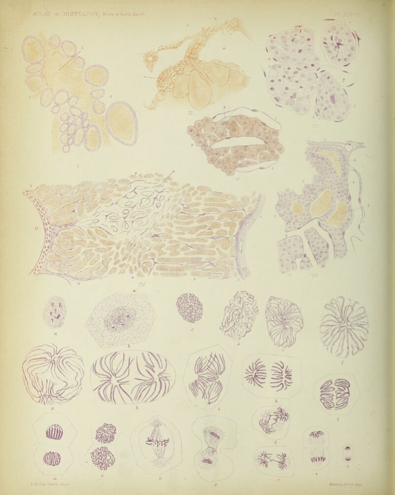 ATLAS of HISTOLOGY, Klein -t Noble Smith ';Tv;rVS^7 ■J-. ■.->■■.* « ox! , , ' ■ ■ i! v V>- L\ : . ■ • •• K Noble Smith. fecit Mlntern Bro*