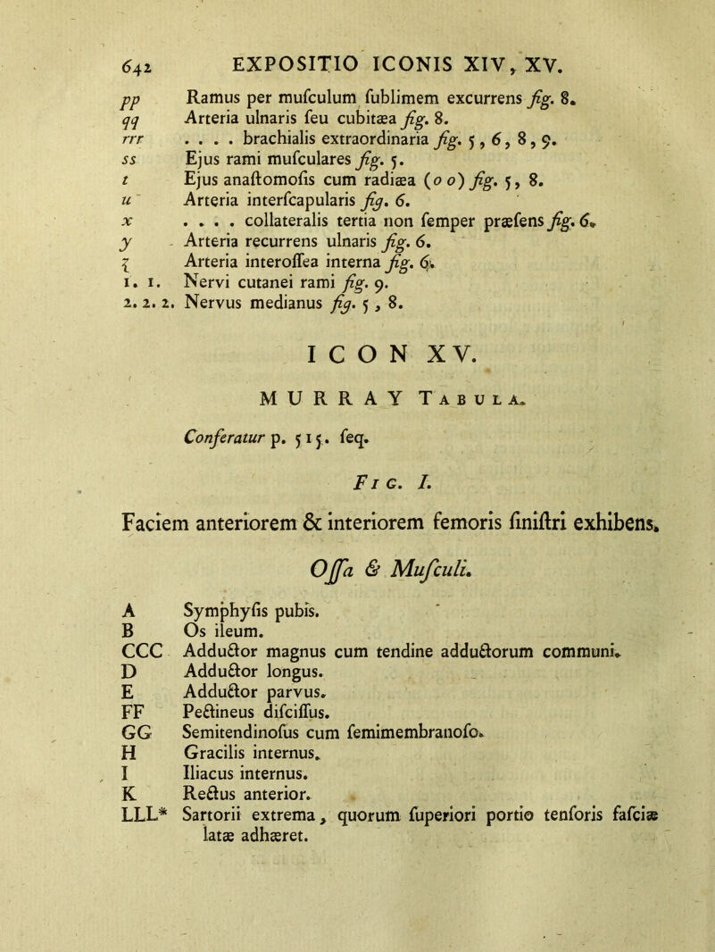 Ramus per mufculum fublimem excurrens fig. 8. Arteria ulnaris feu cubitaea fig. 8. .... brachialis extraordinaria fig. 5,6, 8,9. Ejus rami mufculares fig. 5. Ejus anaftomofis cum radiaea (0 0) fig. 5, 8. Arteria interfcapularis fig. 6. .... collateralis tertia non femper praefens fig. Arteria recurrens ulnaris fig. 6. Arteria interoffea interna fig. 6y Nervi cutanei rami fig. 9. PP M rrt ss t u' X y i 1.1. 2. 2. 2. Nervus medianus fig. 5,8. ,, 1 icon xv. f t. •* U MURRA Y Tabula. Conferatur p. 515 . feq. Fig. I. Faciem anteriorem & interiorem femoris fmiftri exhibens, OJpi & MufculL A Symphyfis pubis. B Os ileum. CCC Adduftor magnus cum tendine addu&orum communi* D Adduftor longus. E AdduRor parvus. FF Pe&ineus difciffus. GG Semitendinofus cum femimembranofo. H Gracilis internus. I Iliacus internus. K Reftus anterior. LLL* Sartorii extrema, quorum fuperiori portio tenforis fafcise latae adhaeret.