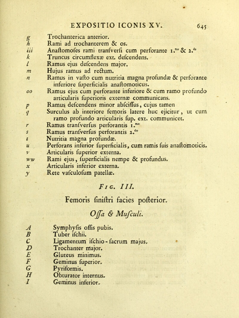 Trochanterica anterior. Rami ad trochanterem & os. Anaflomofes rami tranfverfi cum perforante 2.da Truncus circumflexae ext. defcendens. Ramus ejus defcendens major. Hujus ramus ad reftum. Ramus in vafto cum nutritia magna profundae & perforante inferiore fuperficialis anaftomoticus. Ramus ejus cum perforante inferiore & cum ramo profundo articularis fuperioris externae communicans. Ramus defcendens minor abfciflus, cujus tamen Surculus ab interiore femoris latere huc ejicitur, ut cum ramo profundo articularis fup. ext. communicet. Ramus tranfverfus perforantis i.m* Ramus tranfverfus perforantis 2.d* Nutritia magna profundae. Perforans inferior fuperficialis, cum ramis fuis anaftomoticis. Articularis fuperior externa. Rami ejus, fuperficialis nempe & profundus. Articularis inferior externa. Rete vafculofum patellae. Fig. III. Femoris finiftri facies pofterior. Ojja & Mufculi. Symphyfis offis pubis. Tuber ifchii. Ligamentum ifchio - facrum majus. Trochanter major. Gluteus minimus. Geminus fuperior. Pyriformis. Obturator internus* Geminus inferior.