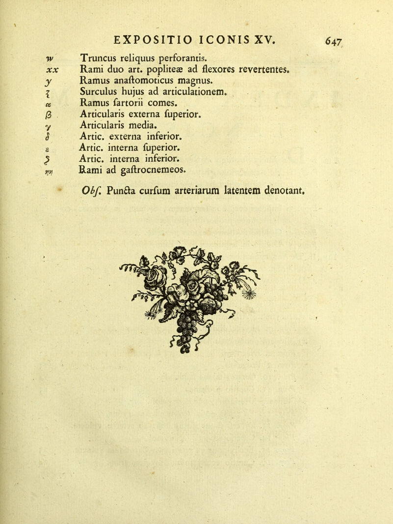 w Truncus reliquus perforantis. xx Rami duo art. popliteae ad flexores revertentes. y Ramus anaftomoticus magnus. I Surculus hujus ad articulationem. ce, Ramus fartorii comes. /3 Articularis externa fuperior. y Articularis media. S Artic. externa inferior. s Artic. interna fuperior. Artic. interna inferior. tjyj Rami ad gaftrocnemeos» Obf. Punfta curfum arteriarum latentem denotant.