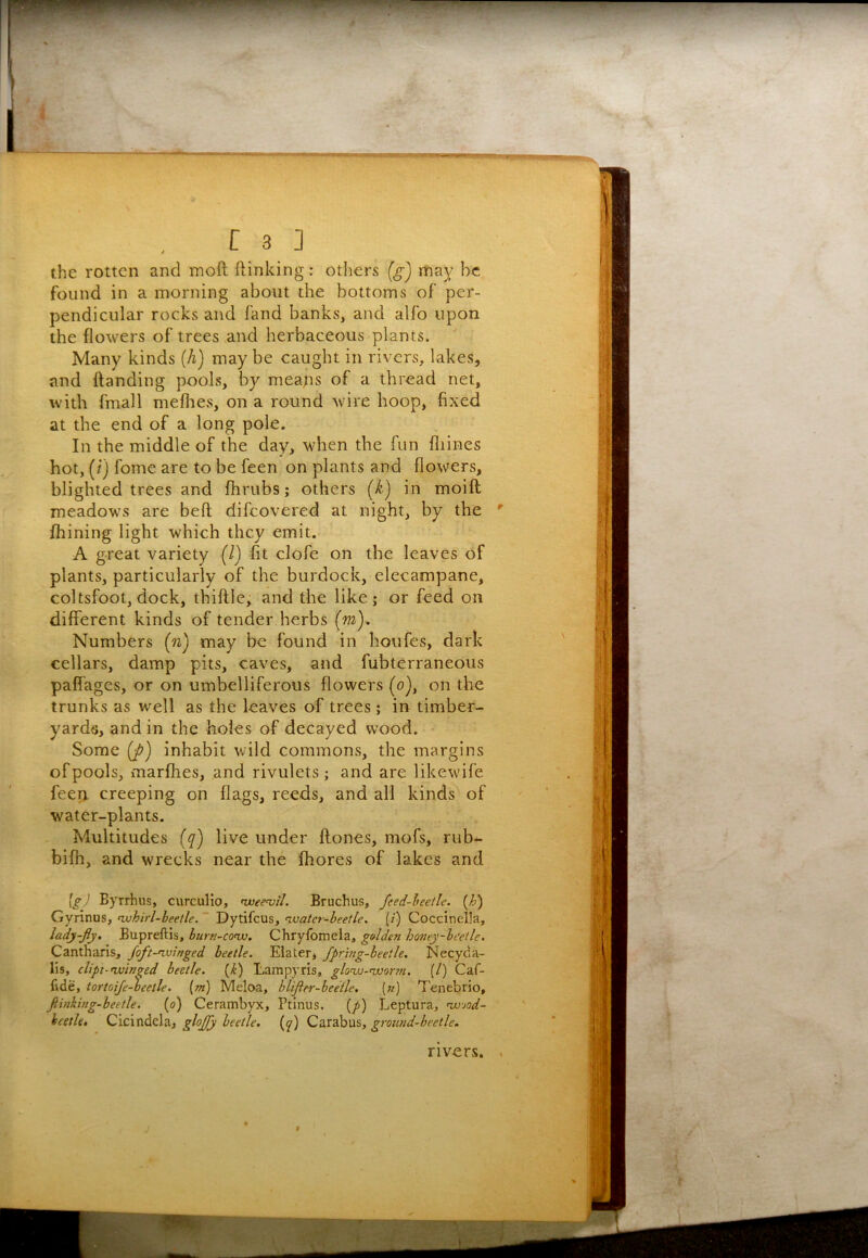 the rotten and moft (linking: otliers [g) may be found in a morning about the bottoms of per- pendicular rocks and fand bankvS, and alfo upon the flowers of trees and herbaceous plants. Many kinds (A) may be caught in rivers, lakes, and (landing pools, by meaps of a thread net, with fmall mefhes, on a round wire hoop, fixed at the end of a long pole. In the middle of the day, wdien the fun fliines hot, (() fome are to be feen on plants and flowers, blighted trees and (hrubs; others {k) in moift meadows are bell difeovered at night, by the ^ Ihining light which they emit. A great variety [1) (it clofe on the leaves of plants, particularly of the burdock, elecampane, coltsfoot, dock, thiftle, and the like; or feed on different kinds of tender herbs (m). Numbers {n) may be found in houfes, dark cellars, damp pits, caves, and fubterraneous pafiages, or on umbelliferous flowers (o), on the trunks as well as the leaves of trees; in timber- yard«, and in the holes of decayed wood. ■ Some (J>) inhabit wild commons, the margins of pools, marfhes, and rivulets; and are likewife feep creeping on flags, reeds, and all kinds of water-plants. Multitudes {q) live under (tones, mofs, rub- bifh, and wrecks near the (bores of lakes and Ig) Byrrhus, curculio, ^wee^il. Bruchus, feed-heetle. {h) Gyrinus, nxjhirl-heetle. ~ Dytifeus, ivatcr-heetle. (/) Coccinella, lady-fly. Bupreftis, hurn-conx), Chryfbmela, golden honey-hcetle. Cantharis, foft-nvinged beetle. Elater, fpring-beetle. Necyda- lis, clipi-fwin^ed beetle, [k] Lampyris, glonjo-nvor?n. (/) Caf- fide, tortoife-'beetle. [m] Meloa, bUfler-beetle. («) Tenebrio, ftinking-beetle. (o) Cerambyx, Ptinus. {p) Leptura, nv-jod- ieetle. Cicindela, glofly beetle, (y) Carabus, grozuid-beetle. rivers, v