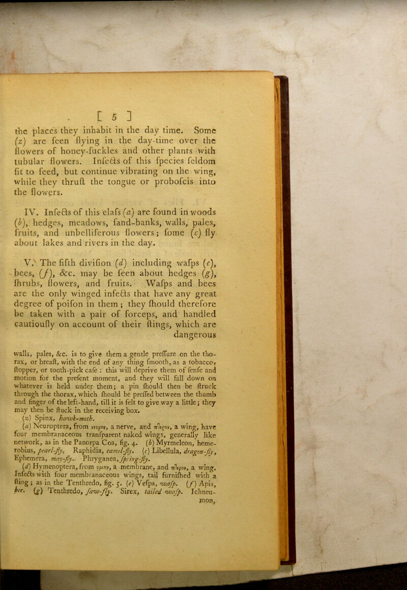 the places they inhabit in the day time. Some (z) are feen flying in the day-time over the flowers of honey-fuckles and other plants with tubular flowers. Infefts of this fpecies feldom fit to feed, but continue vibrating on the wing, while they thruft the tongue or probofeis into the flowers. IV. Infefts of this clafs (a) are found in woods (3), hedges, meadows, fand-banks, walls, pales, fruits, and unbelliferous flowers; fome (c) fly about lakes and rivers in the day. V, ^ The fifth divifion (d) including wafps (e), - bees, (/), &c. may be feen about hedges flirubs, flowers, and fruits. Wafps and bees are the only winged infeBs that have any great degree of poifon in them ; they fhould therefore be taken with a pair of forceps, and handled cautioufly on account of their flings, which are dangerous walls, pales, &c. is to give them a gentle prefTure on the tho- rax, or breaft, with the end of any thing fmooth, as a tobacco^ Hopper, or tooth-pick cafe : this will deprive them of fenfe and motion for the prefent moment, and they will fall down on whatever is held under them; a pin fhould then be ftruck through the thorax, which fhould be prefTed between the thumb and finger of the left-hand, till it is felt to give way a little; they may then be ftuck in the receiving box. (z) Spinx, hanuk-moth. {a} Neuroptera, from ytvpov, a nerve, and irls^ov, a wing, have four membranaceous tranfparent naked wings, generally like network, as in the Panorpa Coa, fig. 4. (b) Myrmeleon, heme- robius, pearl-fly^ Raphidia, camel-fy. {c) Libellula, dragon-fly. Ephemera, may-fly. V\s.rygyaz2.,Jpring-fly. [d] Hymenoptera, from yiAny, a membrane, ^nd -Trlspov, a wing. Infers with four membranaceous wings, tail furnifhed with a fting ; as in the Tenthredo, fig. 5. [e) Vefpa, nuafp. (/) Apis, {g) Tenthredo, fanu-fly. Sirex, tailed nvafp. Ichneu- mon,