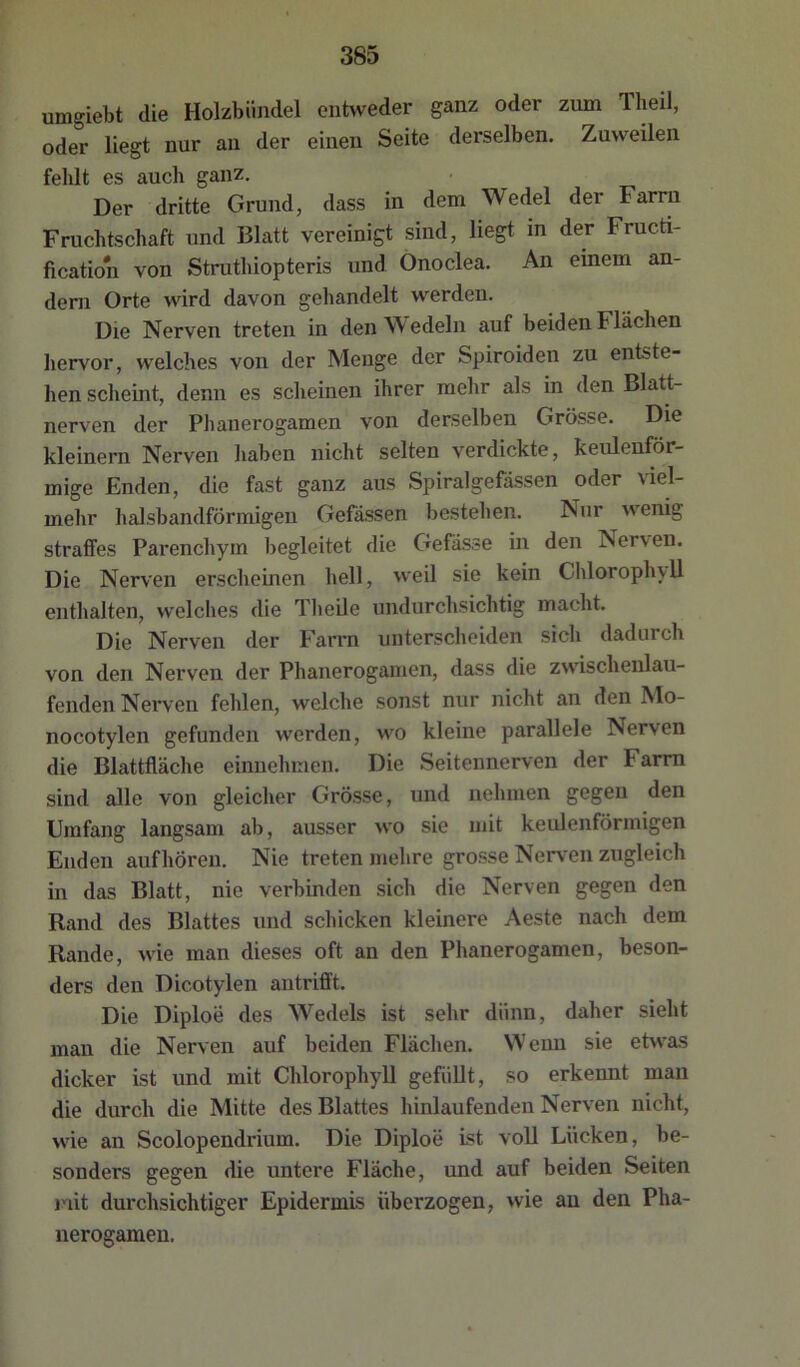 385 umgiebt die Holzbündel entweder ganz oder zum Theil, oder liegt nur an der einen Seite derselben. Zuweilen fehlt es auch ganz. Der dritte Grund, dass in dem Wedel der Farm Fruchtschaft und Blatt vereinigt sind, liegt in der Fructi- fication von Strathiopteris und Önoclea. An einem an- dern Orte wird davon gehandelt werden. Die Nerven treten in den edeln auf beiden Flächen hervor, welches von der Menge der Spiroiden zu entste- hen scheint, denn es scheinen ihrer mehr als in den Blatt- nerven der Phanerogamen von derselben Grösse. Die kleinern Nerven haben nicht selten verdickte, keulenför- mige Enden, die fast ganz aus Spiralgefässen oder viel- mehr halsbandförmigen Gefässen bestehen. Nur wenig straffes Parenchym begleitet die Gefässe in den Nerven. Die Nerven erscheinen hell, weil sie kein ChlorophvU enthalten, welches die Theile undurchsichtig macht. Die Nerven der Farm unterscheiden sich dadurch von den Nerven der Phanerogamen, dass die zwischenlau- fenden Nerven fehlen, welche sonst nur nicht an den Mo- nocotylen gefunden werden, wo kleine parallele Nerven die Blattfläche einnehmen. Die Seitennerven der Farm sind alle von gleicher Grösse, und nehmen gegen den Umfang langsam ab, ausser wo sie mit keulenförmigen Enden auf hören. Nie treten mehre grosse Nerven zugleich in das Blatt, nie verbinden sich die Nerven gegen den Rand des Blattes und schicken kleinere Aeste nach dem Rande, wie man dieses oft an den Phanerogamen, beson- ders den Dicotylen autrifft. Die Diploe des Wedels ist sehr dünn, daher sieht man die Nerven auf beiden Flächen. Wenn sie etwas dicker ist und mit Chlorophyll gefüllt, so erkennt man die durch die Mitte des Blattes hinlaufenden Nerven nicht, wie an Scolopendrium, Die Diploe ist voll Lücken, be- sonders gegen die untere Fläche, und auf beiden Seiten mit durchsichtiger Epidermis überzogen, wie au den Pha- nerogamen.
