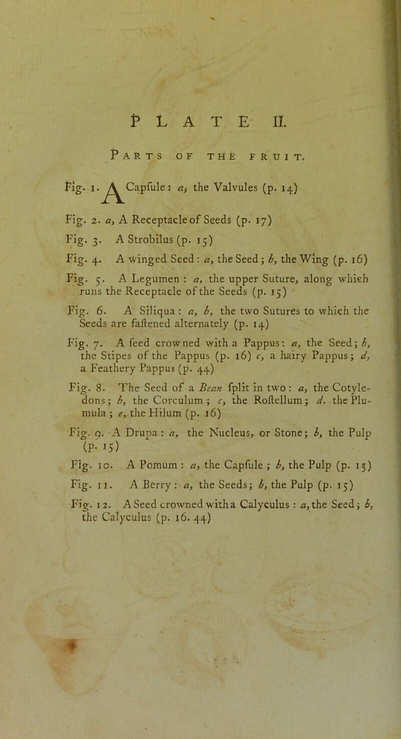 Plate ii. Parts of the fruit. Fig. i .y^Capfule: at the Valvules (p. 14) Fig. 2. a, A Receptacle of Seeds (p. 17) Fig. 3. A Strobilus (p. 15) Fig. 4. A winged Seed : a, the Seed ; b, the Wing (p. 16) Fig. 5. A Legumen : a, the upper Suture, along which runs the Receptacle of the Seeds (p. 15) Fig. 6. A Siliqua : a, b, the two Sutures to which the Seeds are fattened alternately (p. 14) Fig. 7. A feed crowned with a Pappus: a, the Seed; b, the Stipes of the Pappus (p. 16) c, a hairy Pappus; d, a Feathery Pappus (p. 44) Fig. 8. The Seed of a Bean fplit in two : a, the Cotyle- dons ; b, the Corculum ; c, the Roftellum; d. the Plu- mula ; e, the Flilum (p. 16) Fig. 9. A Drupa : a, the Nucleus, or Stone; b, the Pulp (P- 15) Fig. 10. A Pomum : a, the Capfule ; b, the Pulp (p. 15) Fig. 11. A Berry: a, the Seeds; b, the Pulp (p. 15) Fig. 12. A Seed crowned witha Calyculus : «,the Seed; b, the Calyculus (p. 16. 44) *