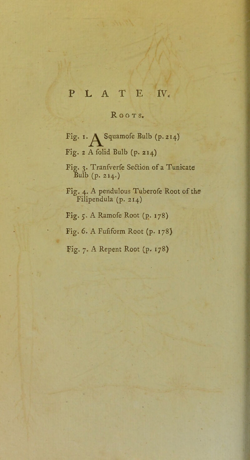 Roots. Fig. i.^^Squamofe Bulb (p.214) Fig. 2 A folid Bulb (p. 214) Fig. 3. Tranfverfe Sedtion of a Tunicate Bulb (p. 214.) Fig. 4. A pendulous Tuberofe Root of the Filipendula (p. 214) Fig. 5. A Ramofe Root (p. 178) Fig. 6. A Fufiform Root (p. 178) Fig. 7. A Repent Root (p. 178)