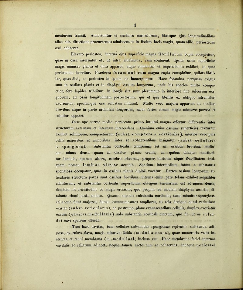 mentorum transit. Annectuntur ei tendines musculorum, fibrisque ejus longitudinalibus alias alia directione procurrentes admiscent et in iisdem locis magis, quam alibi, periosteum ossi adhaeret Elevato periosteo, interna ejus superficie magna fibrillarum copia conspicitur, quae in ossa inseruntur et, ut infra videbimus, vasa continent Ipsius ossis superficies magis minusve glabra et dura apparet, atque eminentias et impressiones exlubet, in quas periosteum inseritur. Praeterea foraminulorum magna copia conspicitur, quibus fibril- lae, quas dixi, ex periosteo in ipsum os immerguntur. Haec foramina perquam exigua sunt in ossibus planis et Ln diaphysi ossium longorum, unde his species multo compa- ctior, fere lapidea tribuitur; in longis sita sunt plerumque in inferiore fine sulcorum exi- guorum, ad ossis longitudinem porrectorum, qui et ipsi fibrillis ex obliquo intrantibus exoriuntur, speciemque ossi sulcatam induunt Multo vero majora apparent in ossibus brevibus atque in parte articulari longorum, unde facies eorum magis minusve porosa et solutior apparet Osse ope serrae medio persecato primo intuitui magna offertur differentia inter sfi-ucturam externam et internam intercedens. Omnium enim ossium superficies texturam exliibet solidiorem, compactiorem (subst. compacta s. corticalis), interior vero pars cellis majoribus et minoribus, inter se cohaerentibus insignitur (subst cellularis .s, spongiosa'). Substantia corticalis tenuissima est in ossibus brevibus multo- que minus densa quam in ossibus planis cranii, in quibus duabus constitui- tur laminis, quarum altera, cerebro obversa, propter duritiem atque fragilitatem insi- gnem nomen laminae vitreae accepit Spatium intermedium totum a substantia spongiosa occupatur, quae in ossibus planis diploe vocatur. Partes ossium longonmi ar- ticulares structura pares sunt ossibus brevibus; interna enim pars telam exhibet aequaliter cellulosam, et substantia corticalis superficiem obtegens tenuissima est et minus densa, densitate et crassitudine eo magis crescens, quo propius ad mediam diaphysin accedit, di- minuto simul ossis ambitu. Quanto augetur substantia corticalis, tanto minuitur spongiosa, cellaeque fiunt majores, ductus communicantes ampliores, ut tela denique quasi reticulosa existat (subst. reticularis), ac postremo, plane evanescentibus cellulis, simplex exoriatur cavum (cavitas medullaris) sola substantia corticali cinctum, quo fit, ut os cylin- dri cavi speciem efferat. Tum haec cavitas, tum cellulae substantiae spongiosae replentur substantia adi- posa, ex rubro flava, magis minusve fluida (medulla ossea), quae numerosis vasis in- structa et tenui membrana (m. medullari) inclusa est. Haec membrana faciei internae cavitatis et ceUarum adjacet, neque tamen arcte cum ea cohaerens, indoque periostei