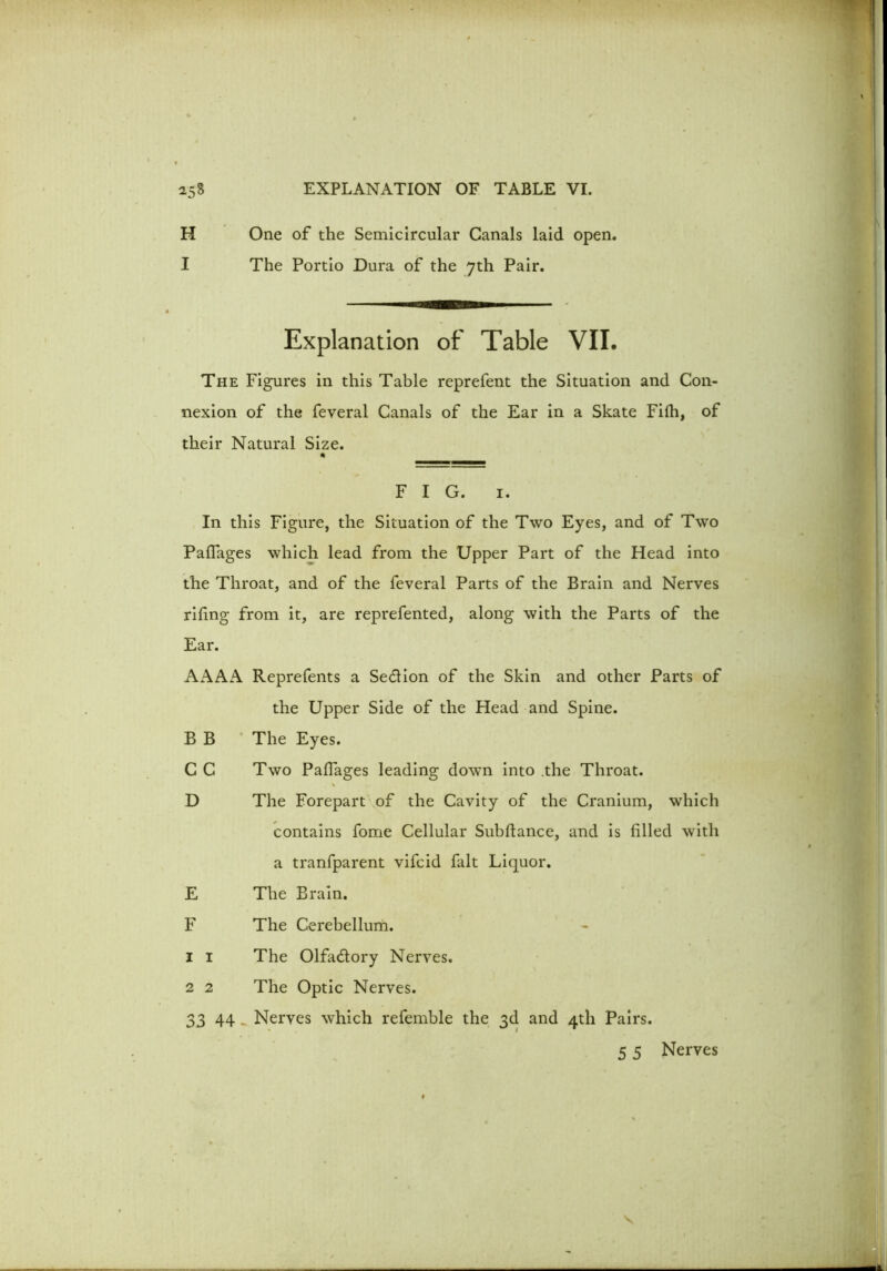 H One of the Semicircular Canals laid open. I The Portio Dura of the 7th Pair. Explanation of Table VII. The Figures in this Table reprefent the Situation and Con- nexion of the feveral Canals of the Ear in a Skate Fifh, of their Natural Size. * FIG. 1. In this Figure, the Situation of the Two Eyes, and of Two Paflages which lead from the Upper Part of the Head into the Throat, and of the feveral Parts of the Brain and Nerves riling from it, are reprefented, along with the Parts of the Ear. AAAA Reprefents a Sedion of the Skin and other Parts of the Upper Side of the Head and Spine. B B The Eyes. C C Two Palfages leading down into the Throat. D The Forepart of the Cavity of the Cranium, which contains fome Cellular Subfiance, and is filled with a tranfparent vifcid fait Liquor. E The Brain. F The Cerebellum. 1 1 The Olfadory Nerves. 2 2 The Optic Nerves. 33 44 _ Nerves which refemble the 3d and 4th Pairs. 5 5 Nerves