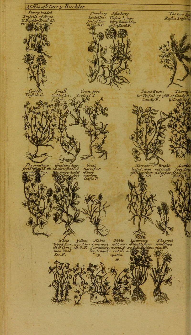 2, oTab.ofS tarry Buckler Starry headed ~ efoile of Mont. ' ucklerTrc. df.fil Strawberry Sduv berry headedTre - Trefoil J~-Stratv foi l of Tor berry headedJre* A? G\qalLP. offrtflandJ3. fhe rare Sjn Jl irfhu Xrefoilc - Small Crorv foot Trefvtle (r. Codded Ire-. Trefoil /. Coddei SweetBuck - Ttiorny^ let'Trefoil of ^IbtL of CandyJP.. Candy J?. 1 * * ’ JVarroTV-^7r'JiTtght httfcje. leafed Span- redfmalL footfry iffCH&xfoot Tfaresjooty^on J White. 'yrflorv JCoblc Tibbie Jfrerwc '~U,oodSorr- tv oodSorrliverwort redliver> w. doublef ~~ ell & Com -, ell &.T. moriWood Sor.F. ~ j3 -jjatira.