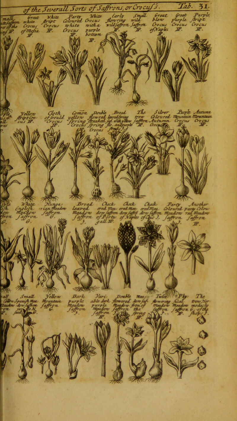 nftAe Soverall Sorts of Saffrons, prCrocufs ■ Tdi- 5jj -£r .ZTrb, Crocus Crocus white mafia, vdJJaffron. Saffron Crocus Crocus Crocus •no o’ ofmc/ia. TP. Crocus purple jjr. ^ Iff- ■&' •2>‘ o ' s jp jp. bottom, s\ jjfj Jr- ffl/y yellow Cloth, Comon. -Double -Broad, Tie Silver hirplc sliaumn LsrCy driptCrv• of Could vellorv Jlorvred Imrcdfprmp trey Coloured mountain Trioanatsn l7/ r-,?r tp -vV^/-,y <- ~ fprincj /frrasccxL fa/, nnckyetbn’ /a/fhm. ^dictumrt- Cronus Crocus ^CroctcJJJpring Jco. undpaple Jp. Crocuj&i^ JP-q 3P* Crocus )frki±e, Jfiimjd- JZrotuL Check-- Checks Check: iParty jlnotAer Cti^TjJTl, :rion, Snoodcm- lectped credTHea- eredrtUn- ereddflea, Coloured- pari* Colour QW Saffron- JTI/uuIotv dowfafnm- dorrfafrp doryJafnm, 77le/idom feci flleadon’ C - / a/jroTi of-Portu- of ya>. S*1L1P. '-all SmaJL ylellorv Dark, Part JJcmkfe maa-< rfht ColOu fpanfh men- mountain, purple aJrlc dark, jlorvereif dowjqf ftorveru^y jidaf ttTWpfer Xleucbw dov’fafroa, faff on TTleadcm> purple. meadow ffUTLcf meadow OleaJorv modaoi\ r e -Wy TffiZ Sty* % SB. v