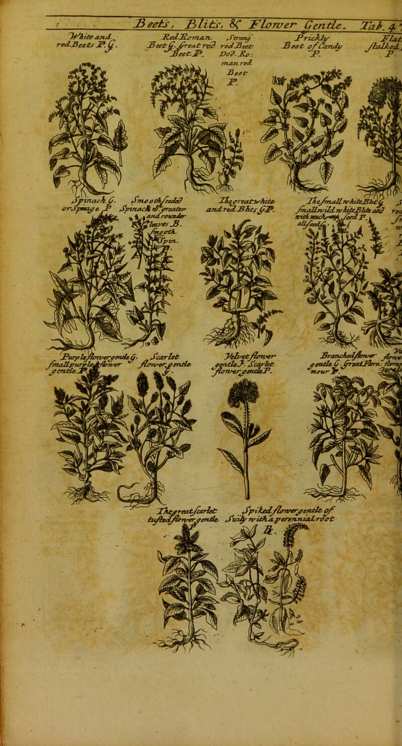 p Beets, Blits, &C Flower Gentle., Tat. 4, ”, ” 7 ”  ~ -Flat and red.Meets ^G- UrdRornaJU treaty Meet $.fre/Ur red red jB erf Mert.JP. Vo'd.Jivz J? ruddy JBeat ofCandy ydUgL,
