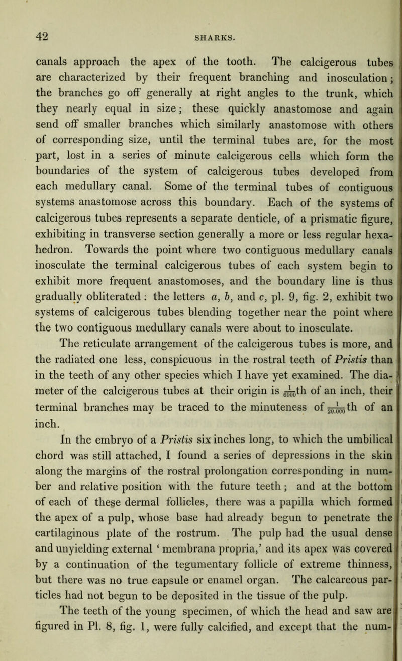 canals approach the apex of the tooth. The calcigerous tubes are characterized by their frequent branching and inosculation; the branches go off generally at right angles to the trunk, which they nearly equal in size; these quickly anastomose and again send off smaller branches which similarly anastomose with others of corresponding size, until the terminal tubes are, for the most part, lost in a series of minute calcigerous cells which form the boundaries of the system of calcigerous tubes developed from each medullary canal. Some of the terminal tubes of contiguous systems anastomose across this boundary. Each of the systems of calcigerous tubes represents a separate denticle, of a prismatic figure, exhibiting in transverse section generally a more or less regular hexa- hedron. Towards the point where two contiguous medullary canals inosculate the terminal calcigerous tubes of each system begin to exhibit more frequent anastomoses, and the boundary line is thus gradually obliterated ; the letters a, h, and c, pi. 9, fig. 2, exhibit two systems of calcigerous tubes blending together near the point where the two contiguous medullary canals were about to inosculate. The reticulate arrangement of the calcigerous tubes is more, and the radiated one less, conspicuous in the rostral teeth of Pristis than in the teeth of any other species which I have yet examined. The dia- meter of the calcigerous tubes at their origin is g^th of an inch, their terminal branches may be traced to the minuteness of^^^th of an inch. In the embryo of a Pristis six inches long, to which the umbilical chord was still attached, I found a series of depressions in the skin along the margins of the rostral prolongation corresponding in num- ber and relative position with the future teeth; and at the bottom of each of the§e dermal follicles, there was a papilla which formed the apex of a pulp, whose base had already begun to penetrate the cartilaginous plate of the rostrum. The pulp had the usual dense * and unyielding external ‘ membrana propria,’ and its apex was covered ‘ by a continuation of the tegumentary follicle of extreme thinness, ' , |- but there was no true capsule or enamel organ. The calcareous par- ticles had not begun to be deposited in the tissue of the pulp. The teeth of the young specimen, of which the head and saw are figured in PI. 8, fig. 1, were fully calcified, and except that the num- ^