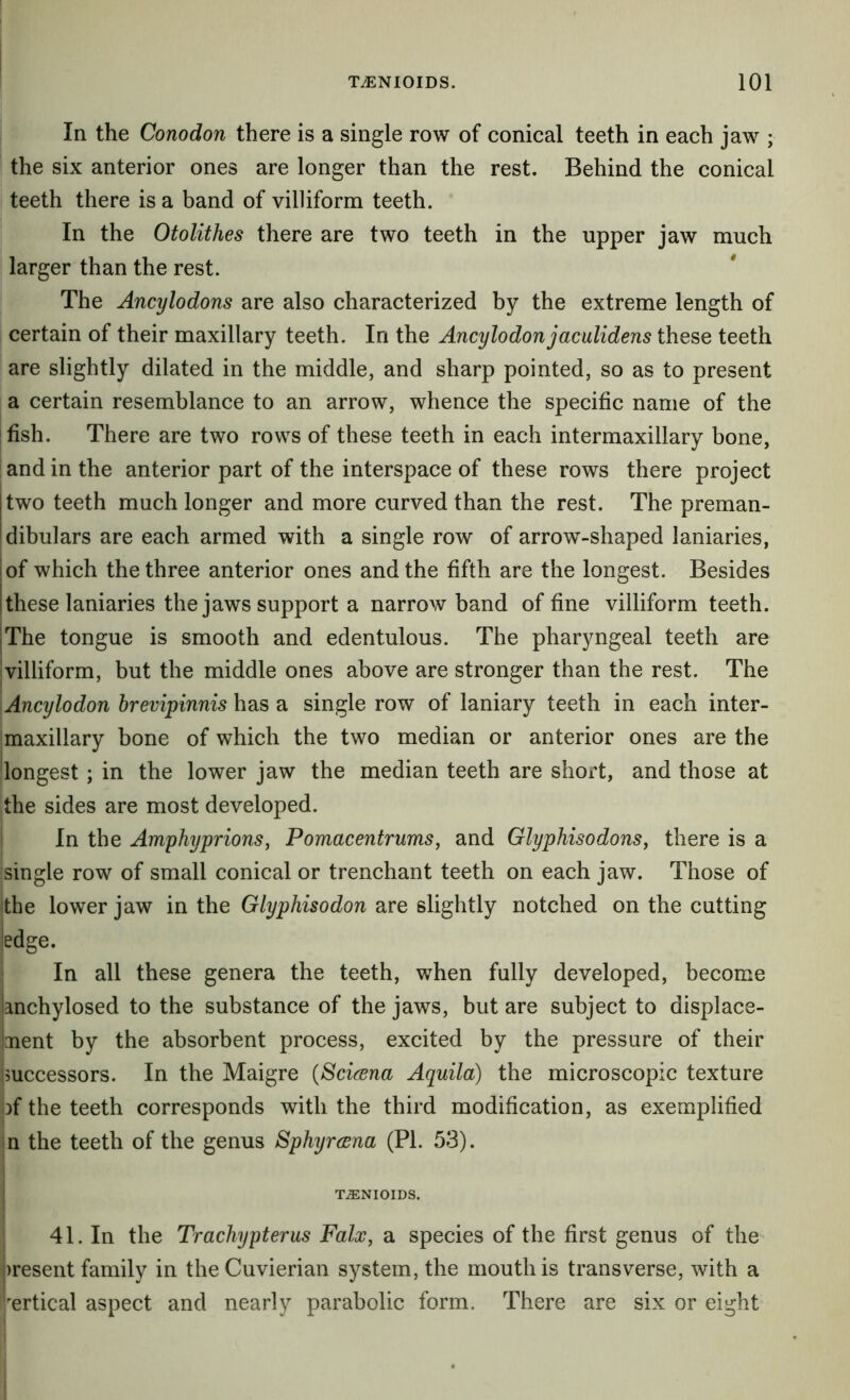 In the Conodon there is a single row of conical teeth in each jaw ; the six anterior ones are longer than the rest. Behind the conical teeth there is a band of villiform teeth. In the Otolithes there are two teeth in the upper jaw much larger than the rest. The Ancylodons are also characterized by the extreme length of certain of their maxillary teeth. In the Ancylodon jaculidens these teeth are slightly dilated in the middle, and sharp pointed, so as to present a certain resemblance to an arrow, whence the specific name of the I fish. There are two rows of these teeth in each intermaxillary bone, and in the anterior part of the interspace of these rows there project two teeth much longer and more curved than the rest. The preman- dibulars are each armed with a single row of arrow-shaped laniaries, of which the three anterior ones and the fifth are the longest. Besides these laniaries the jaws support a narrow band of fine villiform teeth. I The tongue is smooth and edentulous. The pharyngeal teeth are I villiform, but the middle ones above are stronger than the rest. The Ancylodon brevipinnis has a single row of laniary teeth in each inter- maxillary bone of which the two median or anterior ones are the ^longest ; in the lower jaw the median teeth are short, and those at the sides are most developed. i In the Amphyprions, Pomacentrums, and Glyphisodons, there is a single row of small conical or trenchant teeth on each jaw. Those of ithe lower jaw in the Glyphisodon are slightly notched on the cutting ledge. In all these genera the teeth, when fully developed, become lanchylosed to the substance of the jaws, but are subject to displace- iuent by the absorbent process, excited by the pressure of their |5uccessors. In the Maigre {ScicBna Aquila) the microscopic texture i)f the teeth corresponds with the third modification, as exemplified in the teeth of the genus Sphyrccna (PL 53). I T^NIOIDS. I 41. In the Trachypterus Falx, a species of the first genus of the |)resent family in theCuvierian system, the mouth is transverse, with a 'vertical aspect and nearly parabolic form. There are six or eight