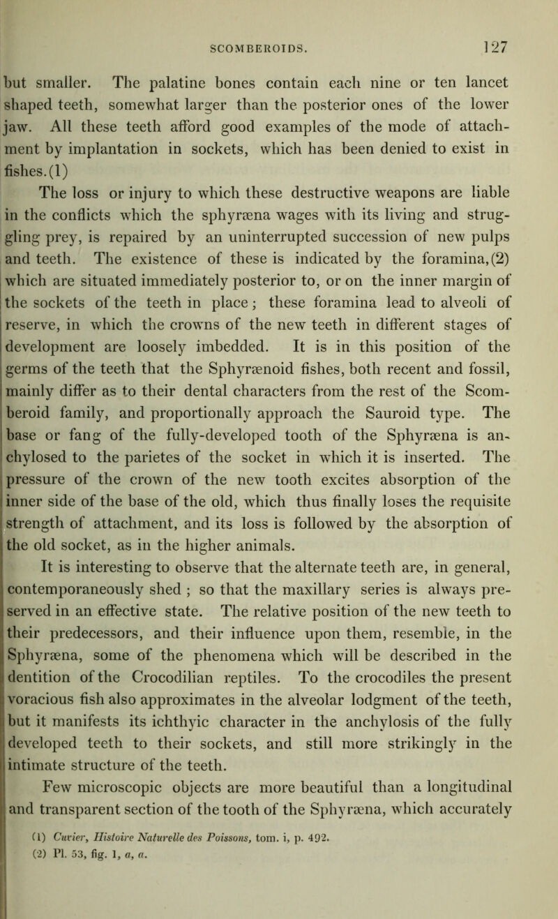 but smaller. The palatine bones contain each nine or ten lancet shaped teeth, somewhat larger than the posterior ones of the lower jaw. All these teeth afford good examples of the mode of attach- ment by implantation in sockets, which has been denied to exist in fishes. (1) The loss or injury to which these destructive weapons are liable in the conflicts which the sphyreena wages with its living and strug- gling prey, is repaired by an uninterrupted succession of new pulps and teeth. The existence of these is indicated by the foramina, (2) I which are situated immediately posterior to, or on the inner margin of I the sockets of the teeth in place; these foramina lead to alveoli of reserve, in which the crowns of the new teeth in different stages of development are loosely imbedded. It is in this position of the germs of the teeth that the Sphyraenoid fishes, both recent and fossil, mainly differ as to their dental characters from the rest of the Scom- beroid family, and proportionally approach the Sauroid type. The base or fang of the fully-developed tooth of the Sphyrsena is an- chylosed to the parietes of the socket in which it is inserted. The pressure of the crown of the new tooth excites absorption of the inner side of the base of the old, which thus finally loses the requisite strength of attachment, and its loss is followed by the absorption of the old socket, as in the higher animals. It is interesting to observe that the alternate teeth are, in general, contemporaneously shed ; so that the maxillary series is always pre- served in an effective state. The relative position of the new teeth to their predecessors, and their influence upon them, resemble, in the Sphyrsena, some of the phenomena which will be described in the dentition of the Crocodilian reptiles. To the crocodiles the present voracious fish also approximates in the alveolar lodgment of the teeth, but it manifests its ichthyic character in the anchylosis of the fully developed teeth to their sockets, and still more strikingly in the intimate structure of the teeth. Few microscopic objects are more beautiful than a longitudinal and transparent section of the tooth of the Sphyroena, which accurately Cl) Cuviei'y Histoire Naturelle des Poissons, tom. i, p. 492. (2) PI. 53, fig. 1, a, a.