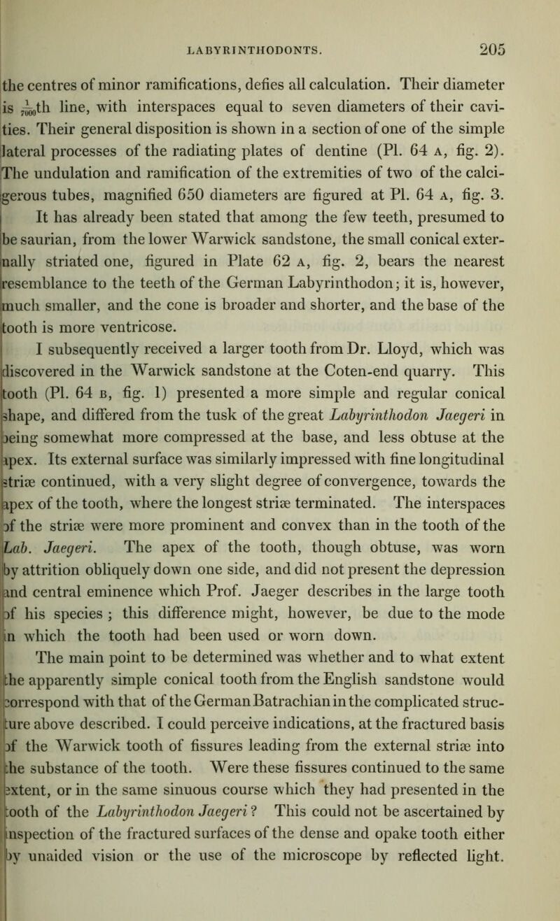 the centres of minor ramifications, defies all calculation. Their diameter is y-^th line, with interspaces equal to seven diameters of their cavi- ties. Their general disposition is shown in a section of one of the simple lateral processes of the radiating plates of dentine (PL 64 a, fig. 2). The undulation and ramification of the extremities of two of the calci- igerous tubes, magnified 650 diameters are figured at PL 64 a, fig. 3. I It has already been stated that among the few teeth, presumed to |be saurian, from the lower Warwick sandstone, the small conical exter- inally striated one, figured in Plate 62 a, fig. 2, bears the nearest Iresemblance to the teeth of the German Labyrinthodon; it is, however, Imuch smaller, and the cone is broader and shorter, and the base of the jtooth is more ventricose. I I subsequently received a larger tooth from Dr. Lloyd, which was discovered in the Warwick sandstone at the Coten-end quarry. This tooth (PL 64 B, fig. 1) presented a more simple and regular conical shape, and differed from the tusk of the great Lahyrinthodon Jaegeri in 3eing somewhat more compressed at the base, and less obtuse at the apex. Its external surface was similarly impressed with fine longitudinal striae continued, with a very slight degree of convergence, towards the apex of the tooth, where the longest striae terminated. The interspaces qf the striae were more prominent and convex than in the tooth of the \Lab. Jaegeri. The apex of the tooth, though obtuse, was worn by attrition obliquely down one side, and did not present the depression land central eminence which Prof. Jaeger describes in the large tooth af his species ; this difference might, however, be due to the mode in which the tooth had been used or worn down. The main point to be determined was whether and to what extent the apparently simple conical tooth from the English sandstone would 3orrespond with that of the German Batrachian in the complicated struc- ture above described. I could perceive indications, at the fractured basis bf the Warwick tooth of fissures leading from the external striae into che substance of the tooth. Were these fissures continued to the same bxtent, or in the same sinuous course which they had presented in the iooth of the Lahyrinthodon Jaegeri ? This could not be ascertained by [inspection of the fractured surfaces of the dense and opake tooth either |by unaided vision or the use of the microscope by reflected light. I i