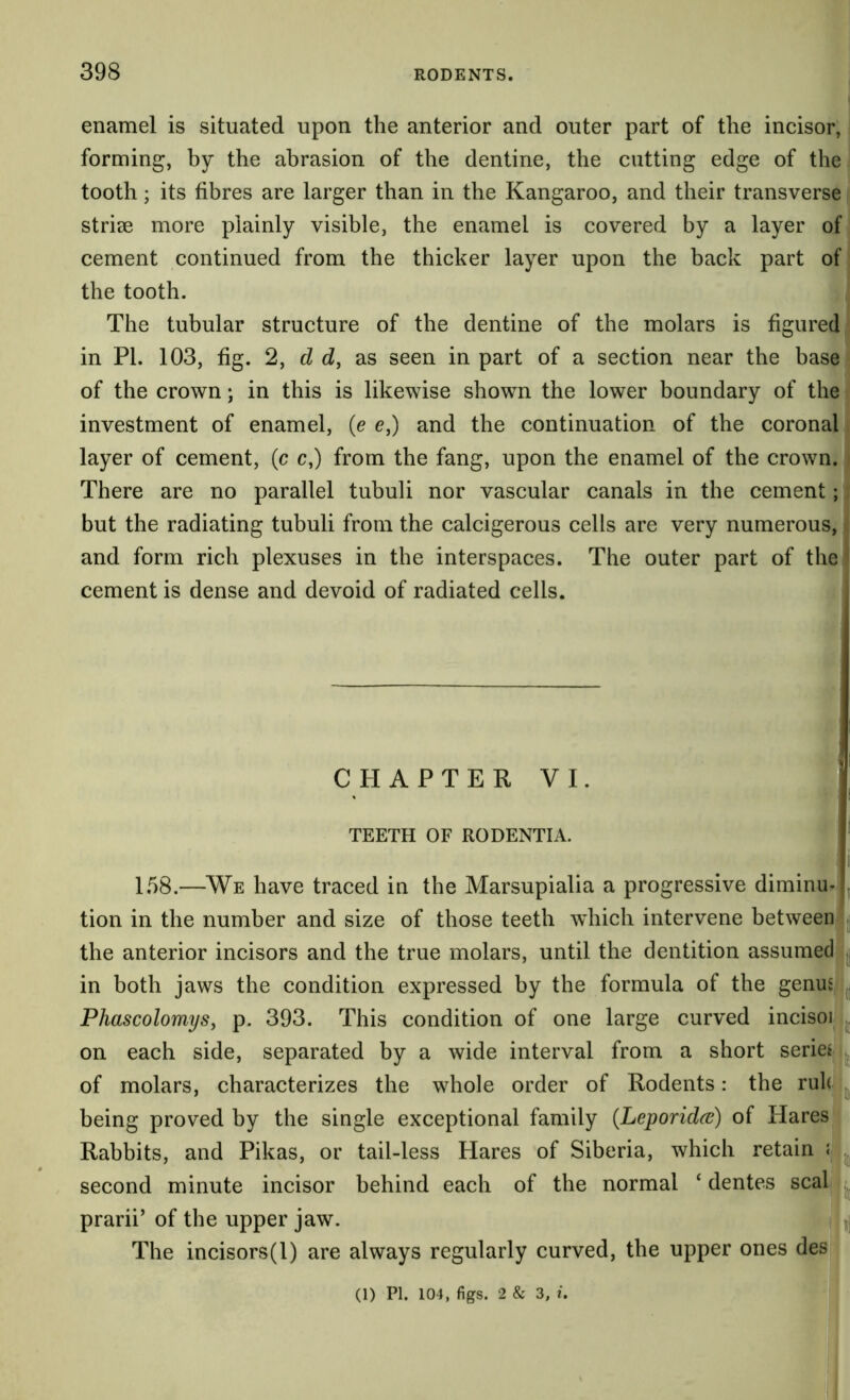 enamel is situated upon the anterior and outer part of the incisor, forming, by the abrasion of the dentine, the cutting edge of the tooth; its fibres are larger than in the Kangaroo, and their transverse striae more plainly visible, the enamel is covered by a layer of cement continued from the thicker layer upon the back part of the tooth. The tubular structure of the dentine of the molars is figured in PI. 103, fig. 2, d d, as seen in part of a section near the base of the crown; in this is likewise shown the lower boundary of the investment of enamel, (e e,) and the continuation of the coronal layer of cement, (c c,) from the fang, upon the enamel of the crown. i There are no parallel tubuli nor vascular canals in the cement;: but the radiating tubuli from the calcigerous cells are very numerous, I and form rich plexuses in the interspaces. The outer part of the I t cement is dense and devoid of radiated cells. CHAPTER VI. TEETH OF RODENTIA. 1.58.—We have traced in the Marsupialia a progressive diminu- tion in the number and size of those teeth which intervene between i the anterior incisors and the true molars, until the dentition assumed [| in both jaws the condition expressed by the formula of the genus ,jj PhascolomySy p. 393. This condition of one large curved incisoj on each side, separated by a wide interval from a short series of molars, characterizes the whole order of Rodents: the rule being proved by the single exceptional family {Leporidcc) of Hares Rabbits, and Pikas, or tail-less Hares of Siberia, which retain \ ^ second minute incisor behind each of the normal ‘ dentes seal ^ prarii’ of the upper jaw. The incisors(l) are always regularly curved, the upper ones des (1) PI. lO-J, figs. 2 & 3, i.