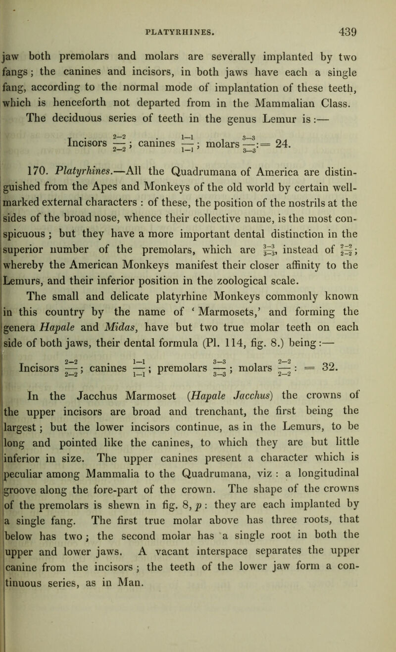 jaw both premolars and molars are severally implanted by two fangs; the canines and incisors, in both jaws have each a single fang, according to the normal mode of implantation of these teeth, which is henceforth not departed from in the Mammalian Class. The deciduous series of teeth in the genus Lemur is:— Incisors — j canines —; molars—;== 24. 2—2 1—1 ' 3_3 170. Platyrhines.—All the Quadrumana of America are distin- guished from the Apes and Monkeys of the old world by certain well- marked external characters : of these, the position of the nostrils at the sides of the broad nose, whence their collective name, is the most con- spicuous ; but they have a more important dental distinction in the I superior number of the premolars, which are instead of iwhereby the American Monkeys manifest their closer affinity to the iLemurs, and their inferior position in the zoological scale. The small and delicate platyrhine Monkeys commonly known jin this country by the name of ‘ Marmosets,’ and forming the I genera Hapale and Midas, have but two true molar teeth on each side of both jaws, their dental formula (PL 114, fig. 8.) being:— 2-2 1—1 3-3 2—2 Incisors —; canines —; premolars — ; molars — : 2—2 ’ 1—1 ^ 3—3 ’ 2—2 = 32. In the Jacchus Marmoset {Hapale Jacchus) the crowns of the upper incisors are broad and trenchant, the first being the largest; but the lower incisors continue, as in the Lemurs, to be long and pointed like the canines, to which they are but little inferior in size. The upper canines present a character which is peculiar among Mammalia to the Quadrumana, viz : a longitudinal groove along the fore-part of the crown. The shape of the crowns of the premolars is shewn in fig. 8, p : they are each implanted by a single fang. The first true molar above has three roots, that below has two ; the second molar has a single root in both the upper and lower jaws. A vacant interspace separates the upper :canine from the incisors ; the teeth of the lower jaw form a con- linuous series, as in Man.