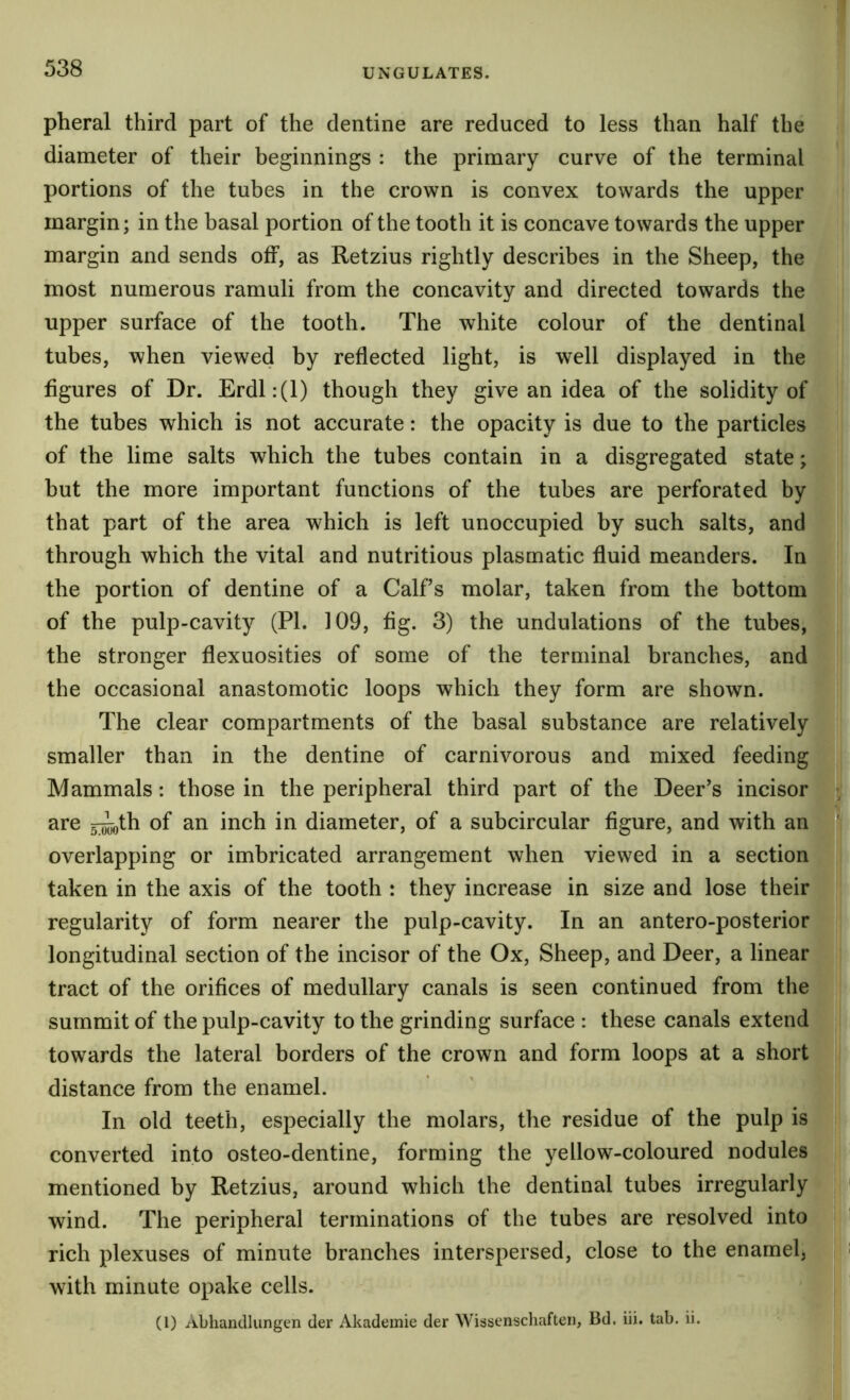 pheral third part of the dentine are reduced to less than half the diameter of their beginnings : the primary curve of the terminal portions of the tubes in the crown is convex towards the upper margin; in the basal portion of the tooth it is concave towards the upper margin and sends off, as Retzius rightly describes in the Sheep, the most numerous ramuli from the concavity and directed towards the upper surface of the tooth. The white colour of the dentinal tubes, when viewed by reflected light, is well displayed in the figures of Dr. Erdl:(l) though they give an idea of the solidity of the tubes which is not accurate: the opacity is due to the particles of the lime salts which the tubes contain in a disgregated state; but the more important functions of the tubes are perforated by that part of the area which is left unoccupied by such salts, and through which the vital and nutritious plasmatic fluid meanders. In the portion of dentine of a Calfs molar, taken from the bottom of the pulp-cavity (PL 109, fig. 3) the undulations of the tubes, the stronger flexuosities of some of the terminal branches, and the occasional anastomotic loops which they form are shown. The clear compartments of the basal substance are relatively smaller than in the dentine of carnivorous and mixed feeding Mammals: those in the peripheral third part of the Deer’s incisor are sith of an inch in diameter, of a subcircular figure, and with an overlapping or imbricated arrangement when viewed in a section taken in the axis of the tooth : they increase in size and lose their regularity of form nearer the pulp-cavity. In an antero-posterior longitudinal section of the incisor of the Ox, Sheep, and Deer, a linear tract of the orifices of medullary canals is seen continued from the summit of the pulp-cavity to the grinding surface : these canals extend towards the lateral borders of the crown and form loops at a short distance from the enamel. In old teeth, especially the molars, the residue of the pulp is converted into osteo-dentine, forming the yellow-coloured nodules mentioned by Retzius, around which the dentinal tubes irregularly wind. The peripheral terminations of the tubes are resolved into rich plexuses of minute branches interspersed, close to the enamel, with minute opake cells. (l) Abhandlungen der Akademie der Wissenschaften, Bd. iii. tab. ii.