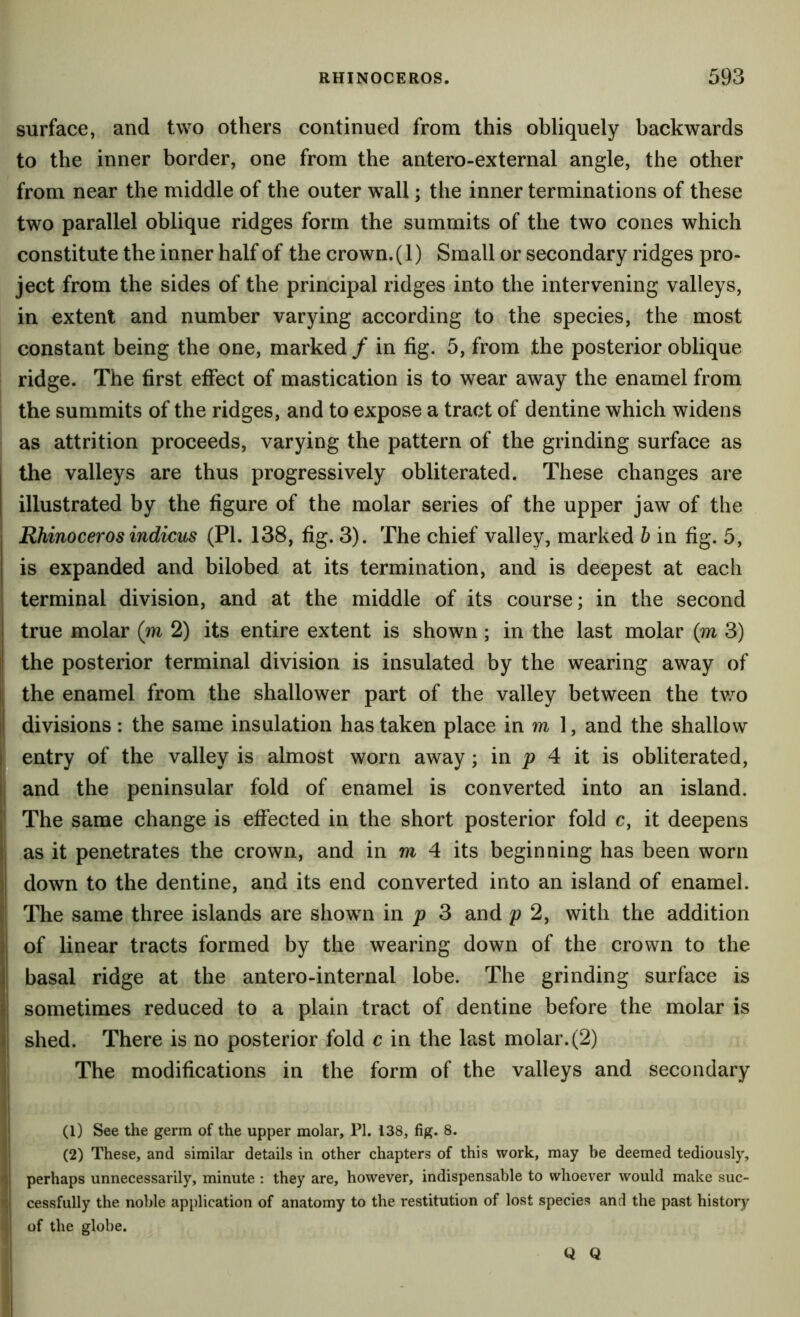 surface, and two others continued from this obliquely backwards to the inner border, one from the antero-external angle, the other from near the middle of the outer wall; the inner terminations of these two parallel oblique ridges form the summits of the two cones which constitute the inner half of the crown. (1) Small or secondary ridges pro- ject from the sides of the principal ridges into the intervening valleys, in extent and number varying according to the species, the most constant being the one, marked / in fig. 5, from the posterior oblique ridge. The first effect of mastication is to wear away the enamel from the summits of the ridges, and to expose a tract of dentine which widens as attrition proceeds, varying the pattern of the grinding surface as the valleys are thus progressively obliterated. These changes are illustrated by the figure of the molar series of the upper jaw of the Rhinoceros indicus (PI. 138, fig. 3). The chief valley, marked h in fig. 5, is expanded and bilobed at its termination, and is deepest at each terminal division, and at the middle of its course; in the second true molar (m 2) its entire extent is shown ; in the last molar (m 3) |! the posterior terminal division is insulated by the wearing away of I the enamel from the shallower part of the valley between the tv/o I divisions : the same insulation has taken place in m 1, and the shallow entry of the valley is almost worn away; in p 4 it is obliterated, j and the peninsular fold of enamel is converted into an island. ' The same change is effected in the short posterior fold c, it deepens as it penetrates the crown, and in m 4 its beginning has been worn down to the dentine, and its end converted into an island of enamel. The same three islands are shown in p 3 and p 2, with the addition of linear tracts formed by the wearing down of the crown to the basal ridge at the antero-internal lobe. The grinding surface is I sometimes reduced to a plain tract of dentine before the molar is I shed. There is no posterior fold c in the last molar. (2) } I ! The modifications in the form of the valleys and secondary I i! I (1) See the germ of the upper molar, PI. 138, fig. 8. (2) These, and similar details in other chapters of this work, may be deemed tediously, 4 perhaps unnecessarily, minute : they are, however, indispensable to whoever would make suc- •*,j cessfully the noble application of anatomy to the restitution of lost species anti the past history c| of the globe.