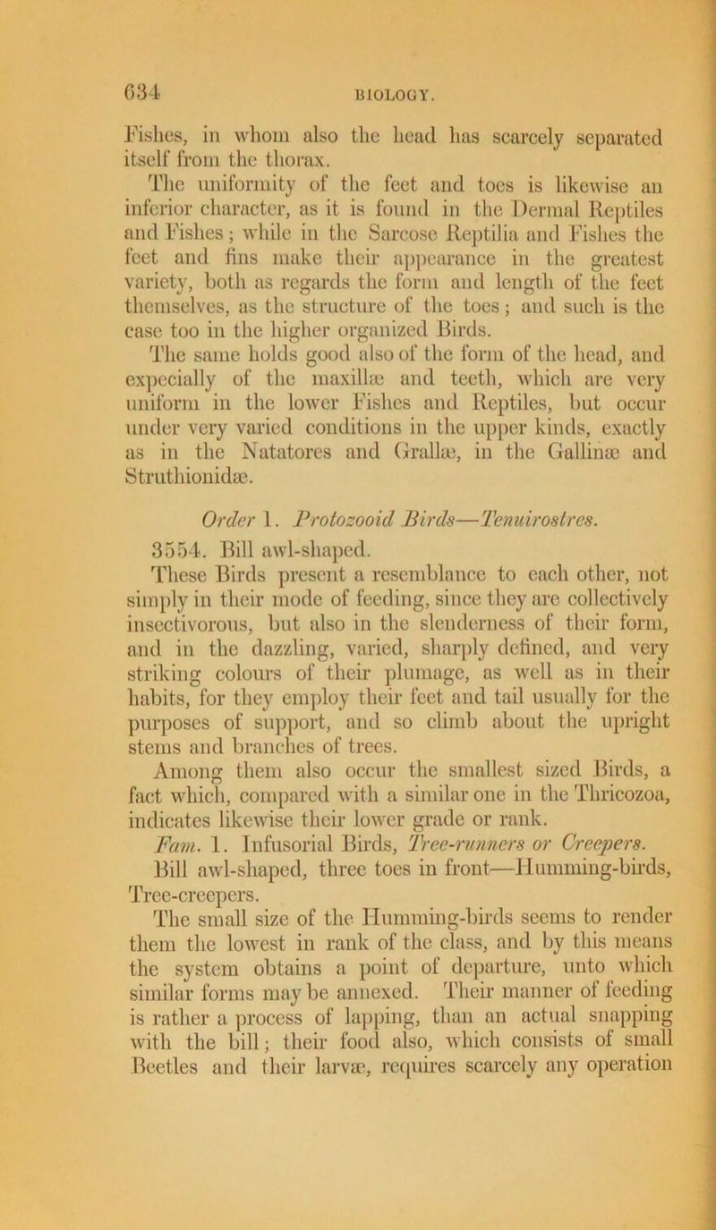 Fishes, in whom also the head has scarcely separated itself from the thorax. The uniformity of the feet and toes is likewise an inferior character, as it is found in the Dermal Reptiles and Fishes; while in the Sarcose Reptilia and Fishes the feet and fins make their appearance in the greatest variety, both as regards the form and length of the feet themselves, as the structure of the toes; and such is the case too in the higher organized Birds. The same holds good also of the form of the head, and expecially of the maxillae and teeth, which are very uniform in the lower Fishes and Reptiles, but occur under very varied conditions in the upper kinds, exactly as in the Natatores and Grallae, in the Gallium and Struthionidm. Order 1. Protozooid Birds—Tenuirostres. 3554. Rill awl-shaped. These Birds present a resemblance to each other, not simply in their mode of feeding, since they are collectively insectivorous, but also in the slenderness of their form, and in the dazzling, varied, sharply defined, and very striking colours of their plumage, as well as in their habits, for they employ their feet and tail usually for the purposes of support, and so climb about the upright stems and branches of trees. Among them also occur the smallest sized Birds, a fact which, compared with a similar one in the Thricozoa, indicates likewise their lower grade or rank. Fain. 1. Infusorial Birds, Tree-runners or Creepers. Bill awl-shaped, three toes in front—Humming-birds, Tree-creepers. The small size of the Humming-birds seems to render them the lowest in rank of the class, and by this means the system obtains a point of departure, unto which similar forms may be annexed. Their manner of leeding is rather a process of lapping, than an actual snapping with the bill; their food also, which consists of small Beetles and their larvae, requires scarcely any operation