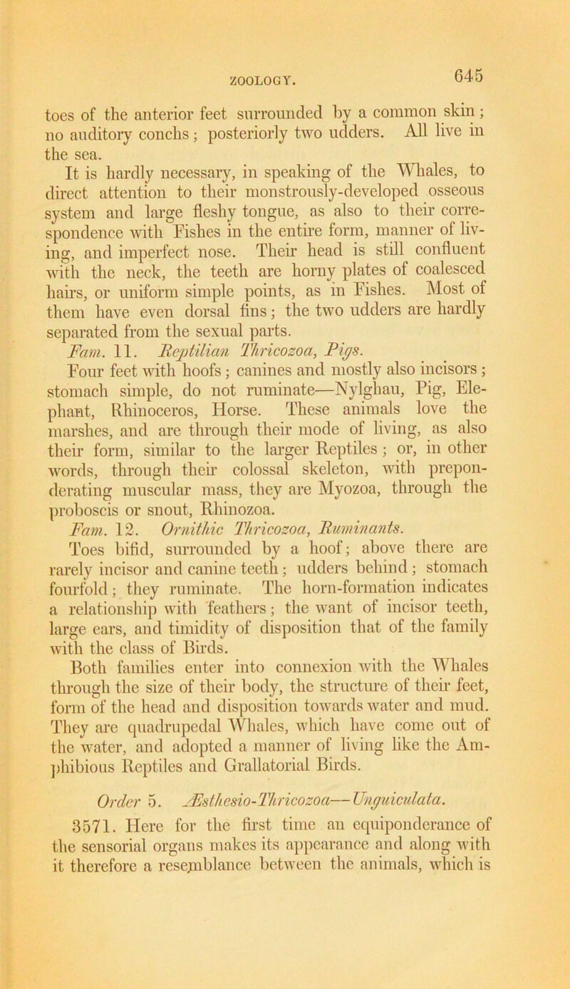 toes of the anterior feet surrounded by a common skin; no auditory conchs; posteriorly two udders. All live in the sea. It is hardly necessary, in speaking of the Whales, to direct attention to their monstrously-developed osseous system and large fleshy tongue, as also to their corre- spondence with Fishes in the entire form, manner ol liv- ing, and imperfect nose. Their head is still confluent with the neck, the teeth are homy plates of coalesced hairs, or uniform simple points, as in Fishes. Most of them have even dorsal tins; the two udders are hardly separated from the sexual parts. Fam. 11. Reptilian Thricozoa, Pigs. Four feet with hoofs; canines and mostly also incisors; stomach simple, do not ruminate—Nylghau, Pig, Ele- phant, Rhinoceros, Horse. These animals love the marshes, and are through their mode of living, as also their form, similar to the larger Reptiles ; or, in other words, through their colossal skeleton, with prepon- derating muscular mass, they are Myozoa, through the proboscis or snout, Rhinozoa. Fam. 12. Ornithic Thricozoa, Ruminants. Toes bifid, surrounded by a hoof; above there are rarely incisor and canine teeth; udders behind; stomach fourfold; they ruminate. The horn-formation indicates a relationship with feathers; the want of incisor teeth, large ears, and timidity of disposition that of the family with the class of Birds. Both families enter into connexion with the Whales through the size of their body, the structure of their feet, form of the head and disposition towards water and mud. They are quadrupedal Whales, which have come out of the water, and adopted a manner of living like the Am- phibious Reptiles and Grallatorial Birds. Order 5. JEsthesio-Thricozoa—TJnguiculata. 3571. Here for the first time an equiponderance of the sensorial organs makes its appearance and along with it therefore a resemblance between the animals, which is