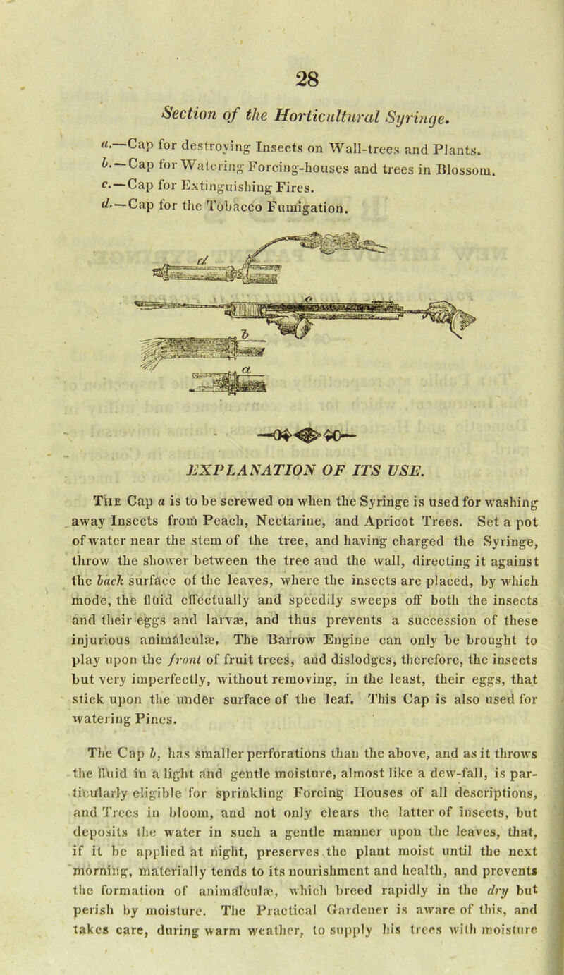 Section of the Horticultural Syringe. а. —Cap for destroying Insects on Wall-trees and Plants. б. — Cap for Watering Forcing-houses and trees in Blossom. c. — Cap for Extinguishing Fires. d. Cap for the Tobacco Fumigation. The Cap a is to be screwed on when the Syringe is used for washing away Insects from Peach, Nectarine, and Apricot Trees. Set a pot of water near the stem of the tree, and having charged the Syringe, throw the shower between the tree and the Avail, directing it against the back surface of the leaves, where the insects are placed, by which mode, the fluid effectually and speedily SAveeps off both the insects and their eggs and laiwae, and thus prevents a succession of these injurious animhlculae, The Barrow Engine can only be brought to play upon the front of fruit trees, and dislodges, therefore, the insects but very imperfectly, without removing, in the least, their eggs, that stick upon the under surface of the leaf. This Cap is also used for watering Pines. The Cap b, has smaller perforations than the above, and as it throws the fluid in a light and gentle moisture, almost like a dew-fall, is par- ticularly eligible for sprinkling Forcing Houses of all descriptions, and Trees in bloom, and not only clears the latter of insects, but deposits the water in such a gentle manner upon the leaves, that, if it be applied at night, preserves the plant moist until the next morning, materially tends to its nourishment and health, and prevents the formation of animdlculae, which breed rapidly in the dry but perish by moisture. The Practical Gardener is aware of this, and takes care, during warm weather, (o supply his trees wilh moisture EXPLANATION OF ITS USE.