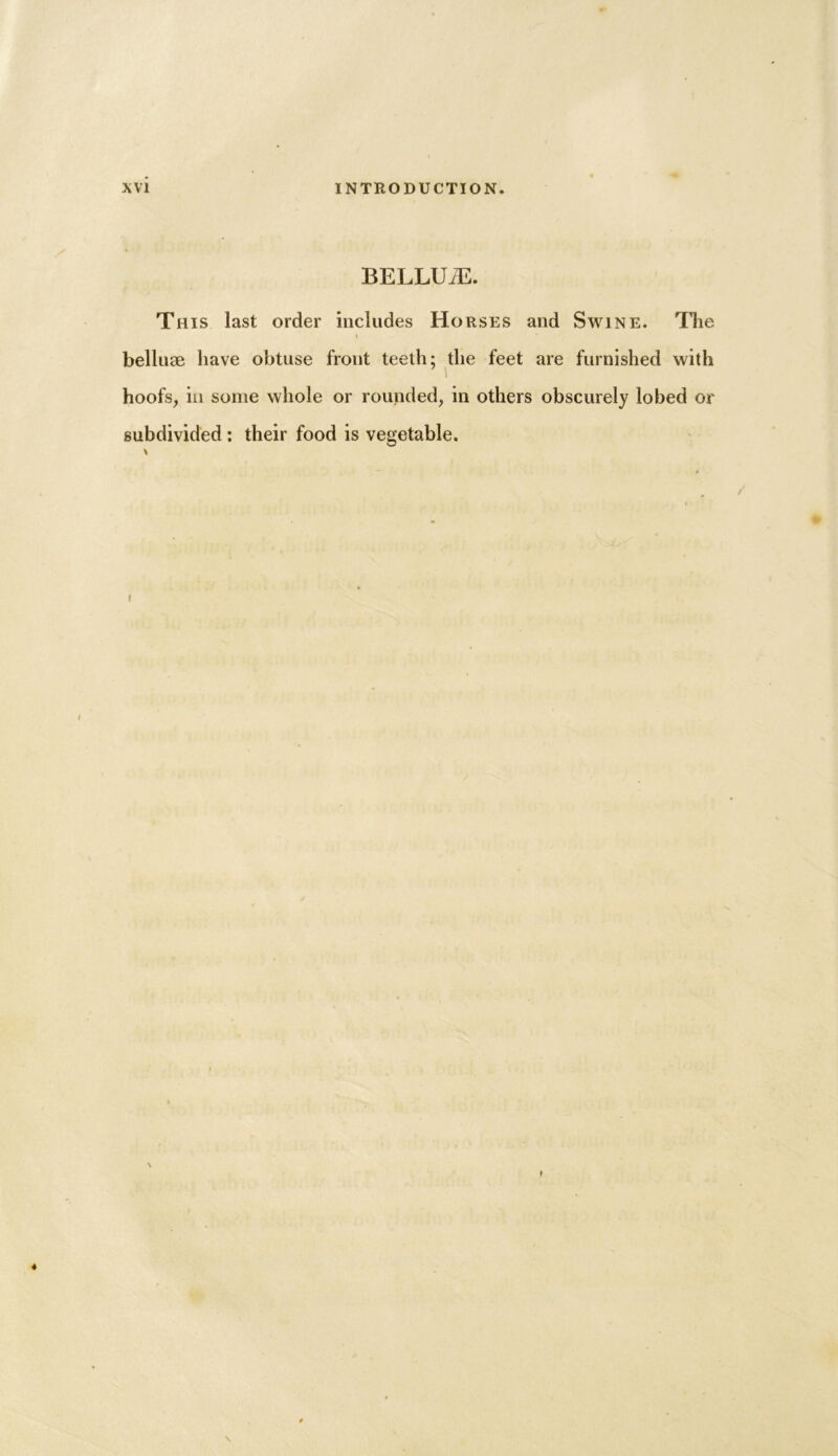 BELLUiE. This last order includes Horses and Swine. The » belluae have obtuse front teeth; the feet are furnished with hoofs, in some whole or rounded, in others obscurely lobed or subdivided : their food is vegetable. 4