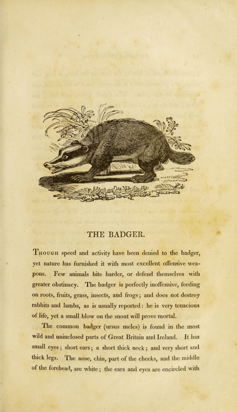 I Th ougii speed and activity have been denied to the badger, yet nature has furnished it with most excellent offensive wea- pons. Few animals bite harder, or defend themselves with greater obstinacy. The badger is perfectly inoffensive, feeding on roots, fruits, grass, insects, and frogs; and does not destroy rabbits and lambs, as is usually reported: he is very tenacious of life, yet a small blow on the snout will prove mortal. The common badger (ursus meles) is found in the most wild and uninclosed parts of Great Britain and Ireland. It has small eyes ; short ears ; a short thick neck ; and very short and thick legs. The nose, chin, part of the cheeks, and the middle of the forehead, are white; the ears and eyes are encircled with 1