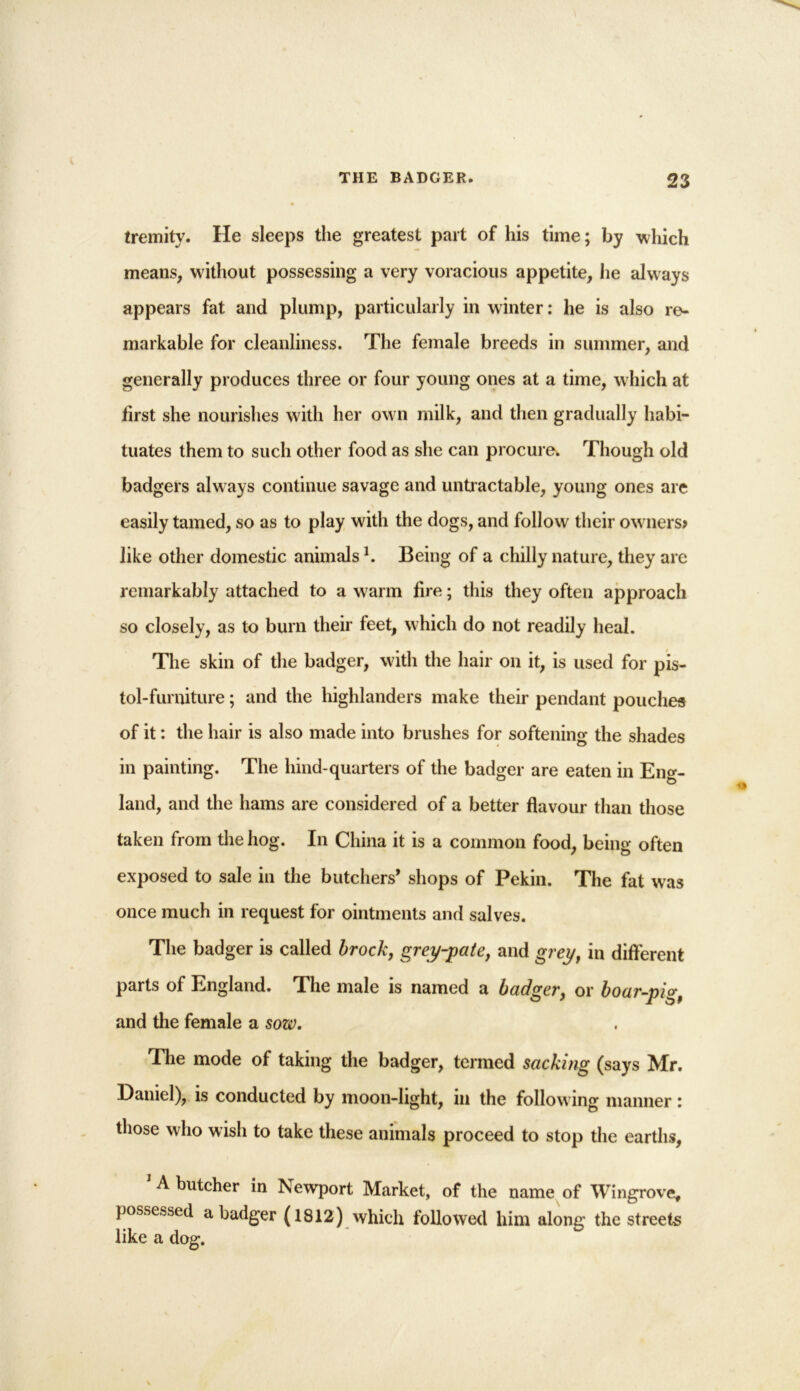 tremity. He sleeps the greatest part of his time; by which means, without possessing a very voracious appetite, he always appears fat and plump, particularly in winter: he is also re- markable for cleanliness. The female breeds in summer, and generally produces three or four young ones at a time, which at first she nourishes with her own milk, and then gradually habi- tuates them to such other food as she can procure. Though old badgers always continue savage and untractable, young ones are easily tamed, so as to play with the dogs, and follow their owners* like other domestic animalsl. Being of a chilly nature, they are remarkably attached to a warm fire; this they often approach so closely, as to burn their feet, which do not readily heal. The skin of the badger, with the hair on it, is used for pis- tol-furniture ; and the highlanders make their pendant pouches of it: the hair is also made into brushes for softening the shades in painting. The hind-quarters of the badger are eaten in Eng- land, and the hams are considered of a better flavour than those taken from the hog. In China it is a common food, being often exposed to sale in the butchers’ shops of Pekin. The fat was once much in request for ointments and salves. The badger is called brock, grey-pate, and greyy in different parts of England. The male is named a badger, or boar-pig, and the female a sow. The mode of taking the badger, termed sacking (says Mr. Daniel), is conducted by moon-light, in the following manner: those who wish to take these animals proceed to stop the earths, A butcher in Newport Market, of the name of Wingrove, possessed a badger (1812) which followed him along the streets like a dog.