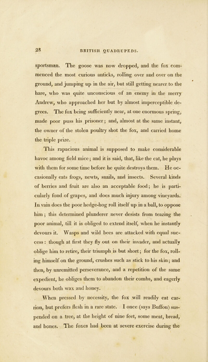 sportsman. The goose was now dropped, and the fox com- menced the most curious anticks, rolling over and over on the ground, and jumping up in the air, but still getting nearer to the hare, who was quite unconscious of an enemy in the merry Andrew, who approached her but by almost imperceptible de- grees. The fox being sufficiently near, at one enormous spring, made poor puss his prisoner; and, almost at the same instant, the owner of the stolen poultry shot the fox, and carried home the triple prize. This rapacious animal is supposed to make considerable havoc among field mice; and it is said, that, like the cat, he plays with them for some time before he quite destroys them. He oc- casionally eats frogs, newts, snails, and insects. Several kinds of berries and fruit are also an acceptable food; he is parti- cularly fond of grapes, and does much injury among vineyards. In vain does the poor hedge-hog roll itself up in a ball, to oppose him; this determined plunderer never desists from teazing the ) poor animal, till it is obliged to extend itself, when he instantly devours it. Wasps and wild bees are attacked with equal suc- cess : though at first they fly out on their invader, and actually oblige him to retire, their triumph is but short; for the fox, roll- ing himself on the ground, crushes such as stick to his skin; and then, by unremitted perseverance, and a repetition of the same expedient, he obliges them to abandon their combs, and eagerly devours both wax and honey. When pressed by necessity, the fox will readily eat car- rion, but prefers flesh in a rare state. I once (says Buffon) sus- pended on a tree, at the height of nine feet, some meat, bread, and bones. The foxes had been at severe exercise during the