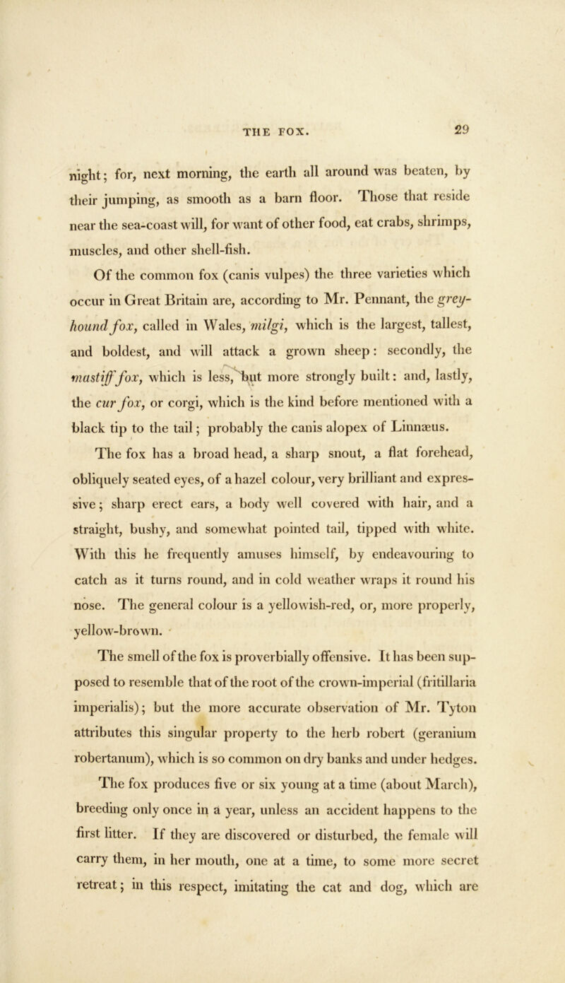 night; for, next morning, the earth all around was beaten, by their jumping, as smooth as a barn floor. Those that reside near the sea-coast will, for want of other food, eat crabs, shrimps, muscles, and other shell-fish. Of the common fox (canis vulpes) the three varieties which occur in Great Britain are, according to Mr. Pennant, the grey- hound fox, called in Wales, milgi, which is the largest, tallest, and boldest, and will attack a grown sheep: secondly, the mastiff fox, which is less, hut more strongly built: and, lastly, the cur fox, or corgi, which is the kind before mentioned with a black tip to the tail; probably the canis alopex of Linnaeus. The fox has a broad head, a sharp snout, a flat forehead, obliquely seated eyes, of a hazel colour, very brilliant and expres- sive ; sharp erect ears, a body well covered with hair, and a straight, bushy, and somewhat pointed tail, tipped with white. With this he frequently amuses himself, by endeavouring to catch as it turns round, and in cold weather wraps it round his nose. The general colour is a yellowish-red, or, more properly, yellow-brown. The smell of the fox is proverbially offensive. It has been sup- posed to resemble that of the root of the crown-imperial (fritillaria imperialis); but the more accurate observation of Mr. Tyton attributes this singular property to the herb robert (geranium robertanum), which is so common on dry banks and under hedges. The fox produces five or six young at a time (about March), breeding only once in a year, unless an accident happens to the first litter. If they are discovered or disturbed, the female will carry them, in her mouth, one at a time, to some more secret retreat; in this respect, imitating the cat and dog, which are