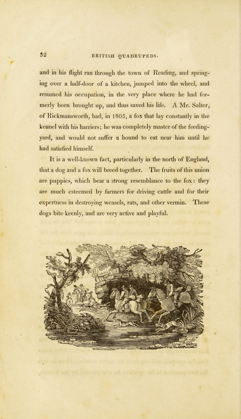 and in his flight ran through the town of Reading, and spring- ing over a half-door of a kitchen, jumped into the wheel, and resumed his occupation, in the very place where he had for- merly been brought up, and thus saved his life. A Mr. Salter, of Rickmansworth, had, in 1805, a fox that lay constantly in the kennel with his harriers; he was completely master of the feeding- yard, and would not suffer a hound to eat near him until he had satisfied himself. It is a well-known fact, particularly in the north of England, that a dog and a fox will breed together. The fruits of this union are puppies, which bear a strong resemblance to the fox: they are much esteemed by farmers for driving cattle and for their expertness in destroying weasels, rats, and other vermin. These dogs bite keenly, and are very active and playful.