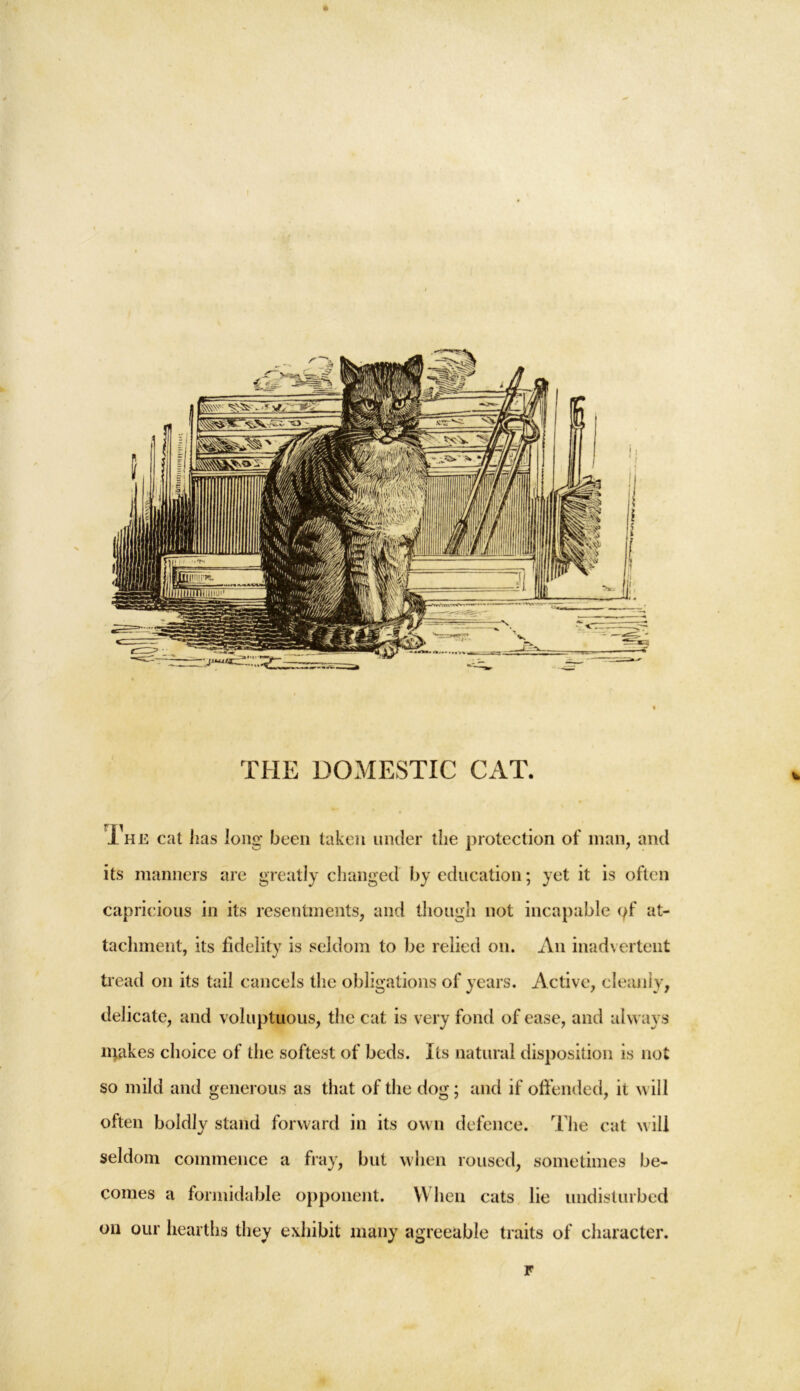 * 1 he cat lias long been taken under the protection of man, and its manners are greatly changed by education; yet it is often capricious in its resentments, and though not incapable pf at- tachment, its fidelity is seldom to be relied on. An inadvertent tread on its tail cancels the obligations of years. Active, cleanly, delicate, and voluptuous, the cat is very fond of ease, and always makes choice of the softest of beds. Its natural disposition is not so mild and generous as that of the dog; and if offended, it will often boldly stand forward in its own defence. The cat will seldom commence a fray, but when roused, sometimes be- comes a formidable opponent. When cats lie undisturbed on our hearths they exhibit many agreeable traits of character. F