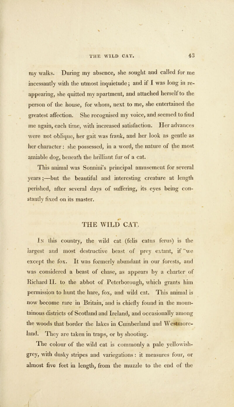 THE WILD CAT. 43 my walks. During my absence, she sought and called for me incessantly with the utmost inquietude; and if I was long in re- appearing, she quitted my apartment, and attached herself to the person of the house, for whom, next to me, she entertained the greatest affection. She recognised my voice, and seemed to find me again, each time, with increased satisfaction. Her advances were not oblique, her gait was frank, and her look as gentle as her character : she possessed, in a word, the nature of the most amiable dog, beneath the brilliant fur of a cat. This animal was Sonnini’s principal amusement for several years;—but the beautiful and interesting creature at length perished, after several days of suffering, its eyes being con- 4 stand v fixed on its master. THE WILD CAT. % In this country, the wild cat (felis catus ferns) is the largest and most destructive beast of prey extant, if we except the fox. It was formerly abundant in our forests, and was considered a beast of chase, as appears by a charter of Richard II. to the abbot of Peterborough, which grants him permission to hunt the hare, fox, and wild cat. This animal is now become rare in Britain, and is chiefly found in the moun- tainous districts of Scotland and Ireland, and occasionally among the woods that border the lakes in Cumberland and Westmore- land. They are taken in traps, or by shooting. The colour of the wild cat is commonly a pale yellowish- grey, with dusky stripes and variegations : it measures four, or almost five feet in length, from the muzzle to the end of the (