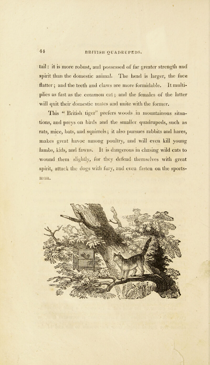 tail: it is more robust, and possessed of far greater strength and spirit than the domestic animal. The head is larger, the face flatter ; and the teeth and claws are more formidable. It multi- plies as fast as the common cat; and the females of the latter will quit their domestic mates and unite with the former. This “ British tiger” prefers woods in mountainous situa- tions, and preys on birds and the smaller quadrupeds, such as rats, mice, bats, and squirrels; it also pursues rabbits and hares, makes great havoc among poultry, and will even kill young lambs, kids, and fawns. It is dangerous in chasing wild cats to wound them slightly, for they defend themselves with great spirit, attack the dogs with fury, and even fasten on the sports- man.