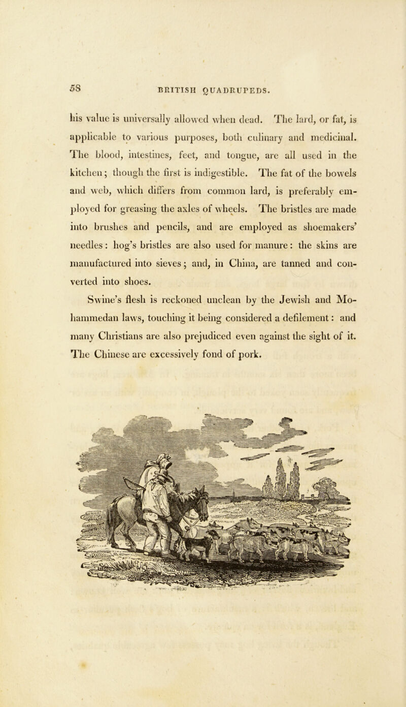 his value is universally allowed when dead. The lard, or fat, is applicable to various purposes, both culinary and medicinal. The blood, intestines, feet, and tongue, are all used in the kitchen; though the first is indigestible. The fat of the bowels and web, which differs from common lard, is preferably em- ployed for greasing the axles of wheels. The bristles are made into brushes and pencils, and are employed as shoemakers’ needles: hog’s bristles are also used for manure: the skins are manufactured into sieves; and, in China, are tanned and con- verted into shoes. Swine’s flesh is reckoned unclean by the Jewish and Mo- hammedan laws, touching it being considered a defilement: and many Christians are also prejudiced even against the sight of it. The Chinese are excessively fond of pork.