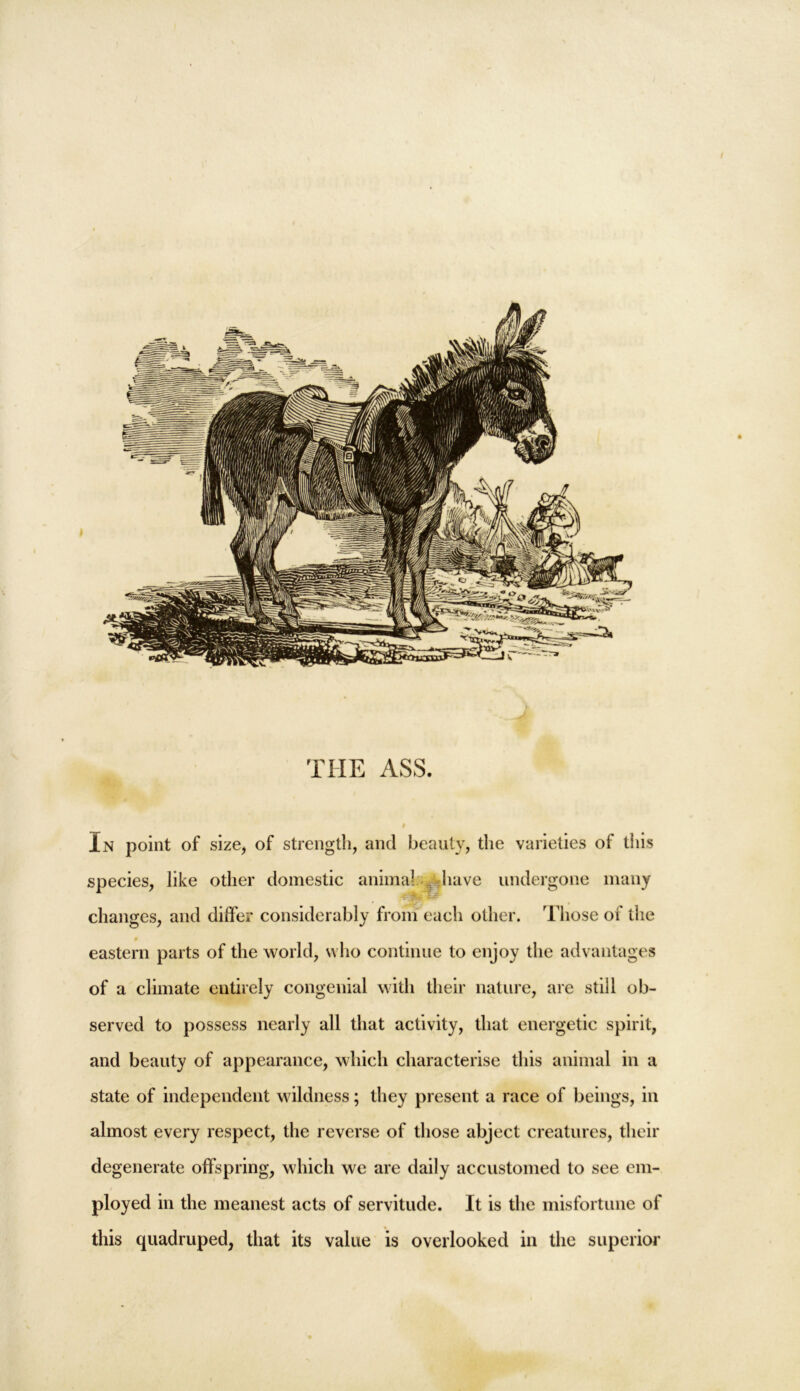 THE ASS. I In point of size, of strength, and beauty, the varieties of this species, like other domestic animal have undergone many changes, and differ considerably from each other. Those of the eastern parts of the world, who continue to enjoy the advantages of a climate entirely congenial with their nature, are still ob- served to possess nearly all that activity, that energetic spirit, and beauty of appearance, which characterise this animal in a state of independent wildness; they present a race of beings, in almost every respect, the reverse of those abject creatures, their degenerate offspring, which we are daily accustomed to see em- ployed in the meanest acts of servitude. It is the misfortune of this quadruped, that its value is overlooked in the superior