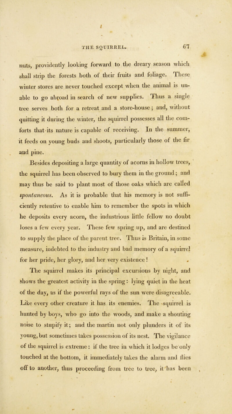 I THE SOUIRREL. • 67 <v suits, providently looking forward to the dreary season which shall strip the forests both of their fruits and foliage. These winter stores are never touched except when the animal is un- able to go abroad in search of new supplies. Thus a single tree serves both for a retreat and a store-house; and, without quitting it during the winter, the squirrel possesses all the com- i I forts that its nature is capable of receiving. In the summer, it feeds on young buds and shoots, particularly those of the fir aud pine. Besides depositing a large quantity of acorns in hollow trees, the squirrel has been observed to bury them in the ground; and may thus be said to plant most of those oaks which are called spontaneous. As it is probable that his memory is not suffi- ciently retentive to enable him to remember the spots in which / he deposits every acorn, the industrious little fellow no doubt \ loses a few every year. These few spring up, and are destined to supply the place of the parent tree. Thus is Britain, in some measure, indebted to the industry and bad memory of a squirrel for her pride, her glory, and her very existence ! The squirrel makes its principal excursions by night, and shows the greatest activity in the spring: lying quiet in the heat of the day, as if the powerful rays of the sun were disagreeable. Like every other creature it has its enemies. The squirrel is hunted by boys, who go into the woods, and make a shouting noise to stupify it; and the martin not only plunders it of its young, but sometimes takes possession of its nest. The vigilance of the squirrel is extreme : if the tree in which it lodges be only touched at the bottom, it immediately takes the alarm and fiies off to another, thus proceeding from tree to tree, it has been