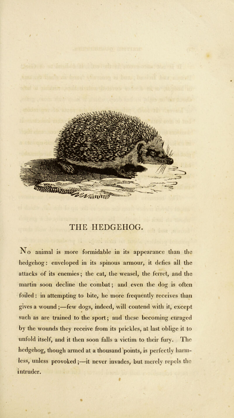 THE HEDGEHOG. -IN o animal is more formidable in its appearance than the i hedgehog: enveloped in its spinous armour, it defies all the % attacks of its enemies; the cat, the weasel, the ferret, and the martin soon decline the combat; and even the dog is often foiled: in attempting to bite, he more frequently receives than gives a wound;—few dogs, indeed, will contend with it, except such as are trained to the sport; and these becoming enraged by the wounds they receive from its prickles, at last oblige it to unfold itself, and it then soon falls a victim to their fury. The hedgehog, though armed at a thousand points, is perfectly harm- less, unless provoked;—it never invades, but merely repels the intruder. #