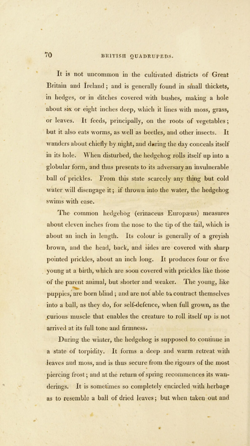 It is not uncommon in the cultivated districts of Great Britain and Ireland; and is generally found in small thickets, in hedges, or in ditches covered with bushes, making a hole t about sk or eight inches deep, which it lines with moss, grass, or leaves. It feeds, principally, on the roots of vegetables; but it also eats worms, as well as beetles, and other insects. It wanders about chiefly by night, and daring the day conceals itself in its hole. When disturbed, the hedgehog rolls itself up into a globular form, and thus presents to its adversary an invulnerable ball of prickles. From this state scarcely any thing but cold water will disengage it; if thrown into the water, the hedgehog swims with ease. The common hedgehog (erinaceus Europaeus) measures about eleven inches from the nose to the tip of the tail, which is about an inch in length. Its colour is generally of a greyish brown, and the head, back, and sides are covered with sharp pointed prickles, about an inch long. It produces four or live young at a birth, which are soon covered with prickles like those of the parent animal, but shorter and weaker. The young, like puppies, are born blind ; and are not able ta contract themselves into a ball, as they do, for self-defence, when full grown, as the curious muscle that enables the creature to roll itself up is not arrived at its full tone and firmness. During the winter, the hedgehog is supposed to continue in a state of torpidity. It forms a deep and warm retreat with leaves and moss, and is thus secure from the rigours of the most % piercing frost; and at the return of spring recommences its wan- derings. It is sometimes so completely encircled with herbage as to resemble a ball of dried leaves; but when taken out and