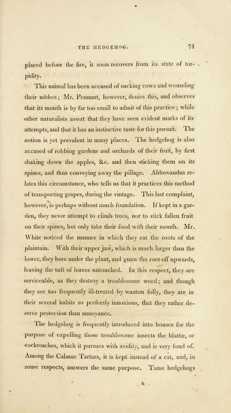 placed before the fire, it soon recovers from its state of tor- * pidity. This animal has been accused of sucking cows and wounding their udders; Mr, Pennant, however, denies this, and observes that its mouth is by far too small to admit of this practice; while other naturalists assert that they have seen evident marks of its attempts, and that it has an instinctive taste for this pursuit. The \ notion is yet prevalent in many places. The hedgehog is also accused of robbing gardens and orchards of their fruit, by first shaking down the apples, &c. and then sticking them on its spines, and thus conveying away the pillage. Aldrovandus re- lates this circumstance, who tells us that it practices this method of transporting grapes, during the vintage. This last complaint, however, is perhaps without much foundation. If kept in a gar- den, they never attempt to climb trees, nor to stick fallen fruit on their spines, but only take their food with their mouth. Mr. White noticed the manner in which they eat the roots of the plaintain. W ith their upper jaw, which is much larger than the lower, they bore under the plant, and gnaw the root off upwards, leaving the tuft of leaves untouched. In this respect, they are serviceable, as they destroy a troublesome weed; and though they are too frequently ill-treated by wanton folly, they are in their several habits so perfectly innoxious, that they rather de- serve protection than annoyance. The hedgehog is frequently introduced into houses for the purpose of expelling those troublesome insects the blatta?, or cockroaches, which it pursues with avidity, and is very fond of. Among the Calmuc Tartars, it is kept instead of a cat, and, in some respects, answers the same purpose. Tame hedgehogs *