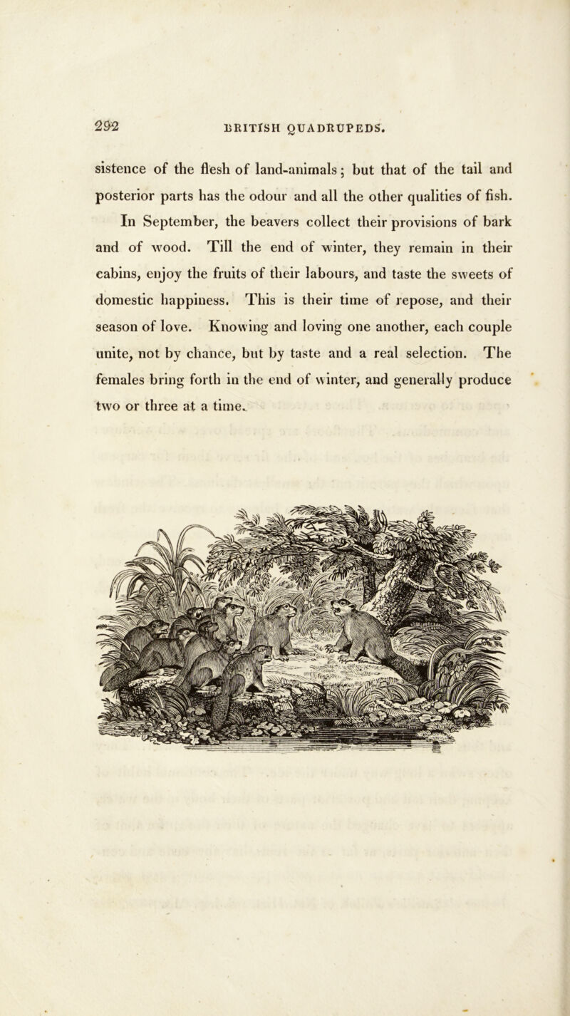 sistence of the flesh of land-animals; but that of the tail and posterior parts has the odour and all the other qualities of fish. In September, the beavers collect their provisions of bark and of wood. Till the end of winter, they remain in their eabins, enjoy the fruits of their labours, and taste the sweets of domestic happiness. This is their time of repose, and their season of love. Knowing and loving one another, each couple unite, not by chance, but by taste and a real selection. The females bring forth in the end of winter, and generally produce two or three at a time^