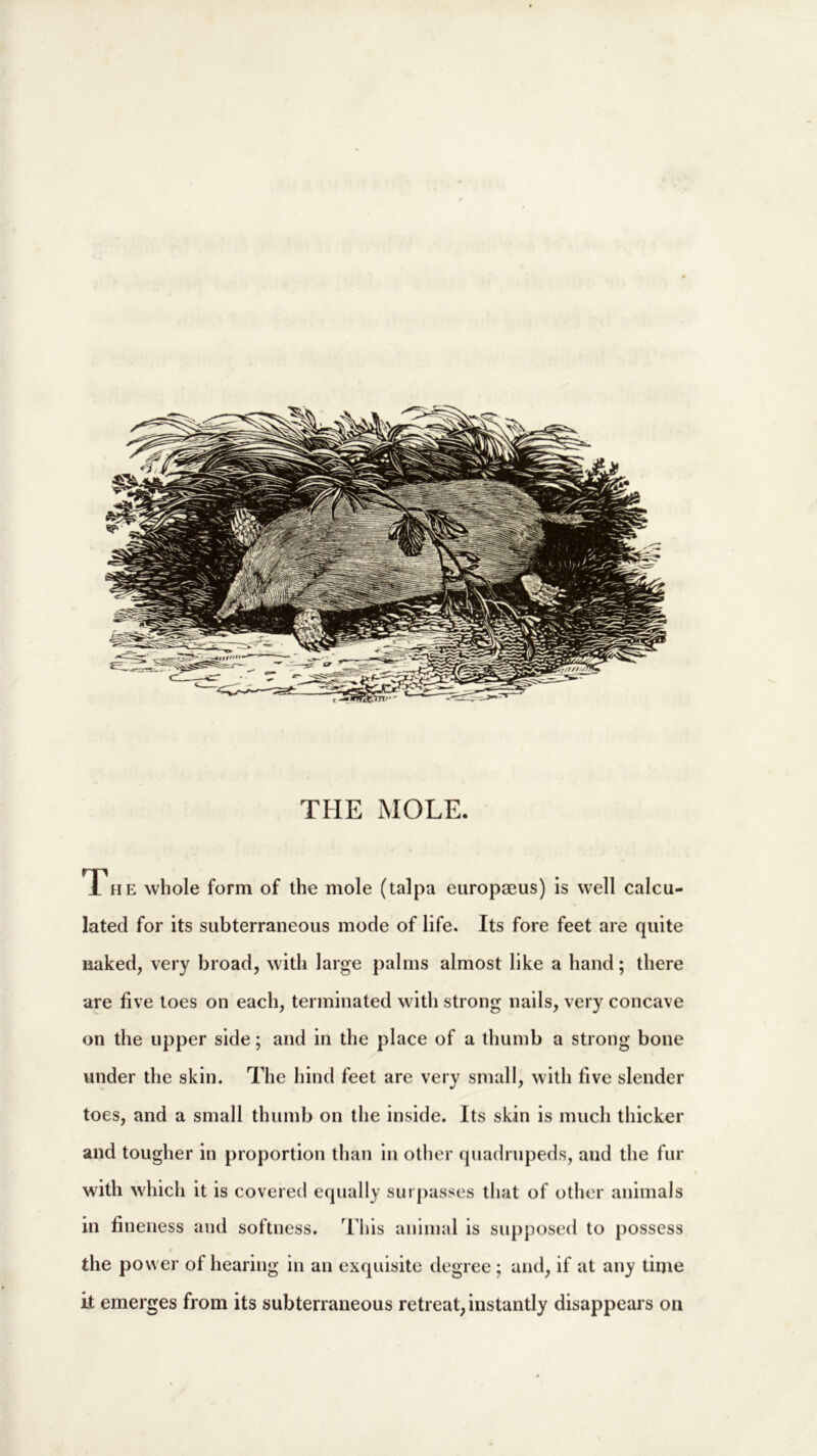 THE MOLE. The whole form of the mole (talpa europaeus) is well calcu- lated for its subterraneous mode of life. Its fore feet are quite naked, very broad, with large palms almost like a hand; there are five toes on each, terminated with strong nails, very concave on the upper side; and in the place of a thumb a strong bone under the skin. The hind feet are very small, with five slender toes, and a small thumb on the inside. Its skin is much thicker and tougher in proportion than in other quadrupeds, and the fur with which it is covered equally surpasses that of other animals in fineness and softness. T his animal is supposed to possess the power of hearing in an exquisite degree; and, if at any time it emerges from its subterraneous retreat, instantly disappears oil