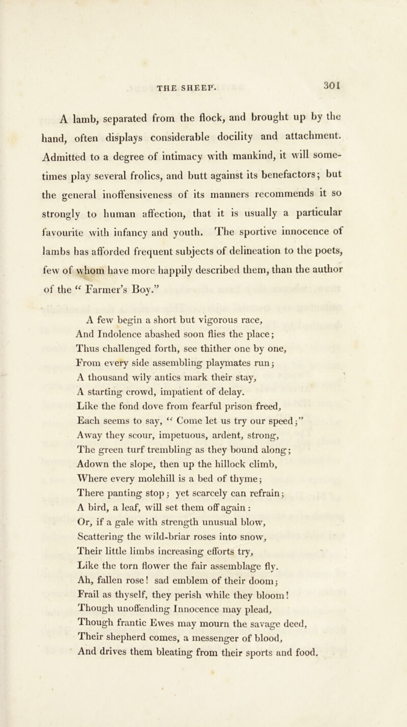 A lamb, separated from the flock, and brought up by the hand, often displays considerable docility and attachment. Admitted to a degree of intimacy with mankind, it will some- times play several frolics, and butt against its benefactors; but the general inoffensiveness of its manners recommends it so strongly to human affection, that it is usually a particular favourite with infancy and youth. The sportive innocence of lambs has afforded frequent subjects of delineation to the poets, few of whom have more happily described them, than the author of the “ Farmer’s Boy.” A few begin a short but vigorous race. And Indolence abashed soon flies the place; Thus challenged forth, see thither one by one, From every side assembling playmates run; A thousand wily antics mark their stay, A starting crowd, impatient of delay. Like the fond dove from fearful prison freed. Each seems to say, “ Come let us try our speed Away they scour, impetuous, ardent, strong, The green turf trembling as they bound along; Adown the slope, then up the hillock climb, Where every molehill is a bed of thyme; There panting stop; yet scarcely can refrain; A bird, a leaf, will set them off again : Or, if a gale with strength unusual blow. Scattering the wild-briar roses into snow. Their little limbs increasing efforts try. Like the torn flower the fair assemblage fly. Ah, fallen rose! sad emblem of their doom; Frail as thyself, they perish while they bloom! Though unoffending Innocence may plead. Though frantic Ewes may mourn the savage deed, Their shepherd comes, a messenger of blood. And drives them bleating from their sports and food.