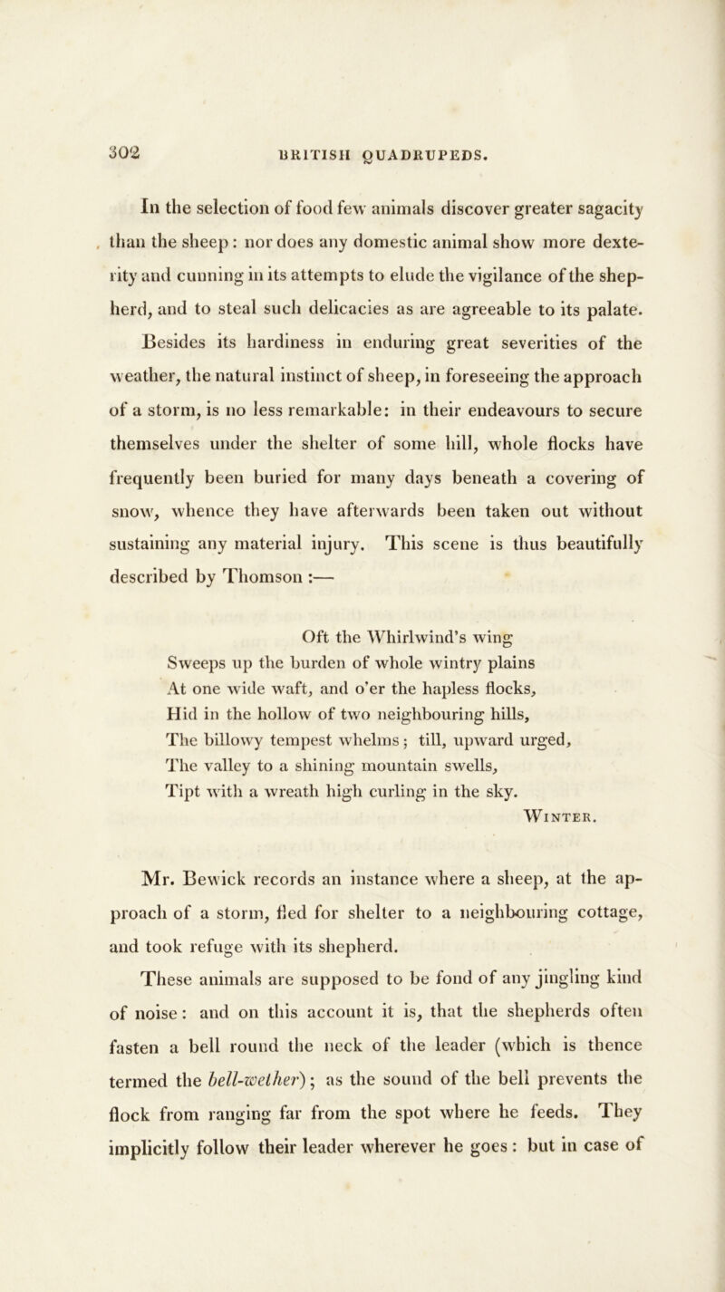 In the selection of food few animals discover greater sagacity than the sheep : nor does any domestic animal show more dexte- rity and cunning in its attempts to elude the vigilance of the shep- herd, and to steal such delicacies as are agreeable to its palate. Besides its hardiness in enduring great severities of the weather, the natural instinct of sheep, in foreseeing the approach of a storm, is no less remarkable: in their endeavours to secure themselves under the shelter of some hill, whole flocks have frequently been buried for many days beneath a covering of snow, whence they have afterwards been taken out without sustaining any material injury. This scene is thus beautifully described by Thomson :— Oft the Whirlwind’s wing Sweeps up the burden of whole wintry plains At one w ide waft, and o’er the hapless flocks. Hid in the hollow of two neighbouring hills. The billowy tempest whelms; till, upward urged. The valley to a shining mountain swells, Tipt w ith a wreath high curling in the sky. Winter. Mr. Bew ick records an instance where a sheep, at the ap- proach of a storm, fled for shelter to a neighbouring cottage, and took refuge with its shepherd. These animals are supposed to be fond of any jingling kind of noise: and on this account it is, that the shepherds often fasten a bell round the neck of the leader (which is thence termed the bell-wether'); as the sound of the bell prevents the flock from ranging far from the spot where he feeds. They implicitly follow their leader wherever he goes : but in case of