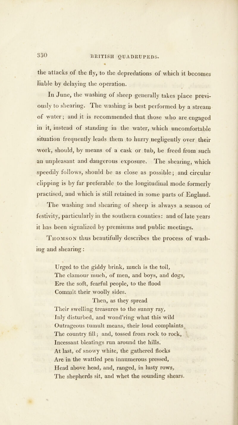 -4 the attacks of the fly, to the depredations of which it becomes liable by delaying the operation. In June, the washing of sheep generally takes place previ- ously to shearing. The washing is best performed by a stream of water; and it is recommended that those who are engaged in it, instead of standing in the water, which uncomfortable situation frequently leads them to hurry negligently over their work, should, by means of a cask or tub, be freed from such an unpleasant and dangerous exposure. The shearing, which speedily follows, should be as close as possible; and circular clipping is by far preferable to the longitudinal mode formerly practised, and which is still retained in some parts of England. The washing and shearing of sheep is always a season of festivity, particularly in the southern counties: and of late years it has been signalized by premiums and public meetings. Thomson thus beautifully describes the process of wash- ing and shearing: Urged to the giddy brink, much is the toil. The clamour much, of men, and boys, and dogs, Ere the soft, fearful people, to the flood Commit their woolly sides. Then, as they spread Their swelling treasures to the sunny ray. Inly disturbed, and wond’ring what this wild Outrageous tumult means, their loud complaints The country tillj and, tossed from rock to rock. Incessant bleatings run around the hills. At last, of snowy wrhite, the gathered flocks Are in the wattled pen innumerous pressed, Head above head, and, ranged, in lusty rows. The shepherds sit, and whet the sounding shears.