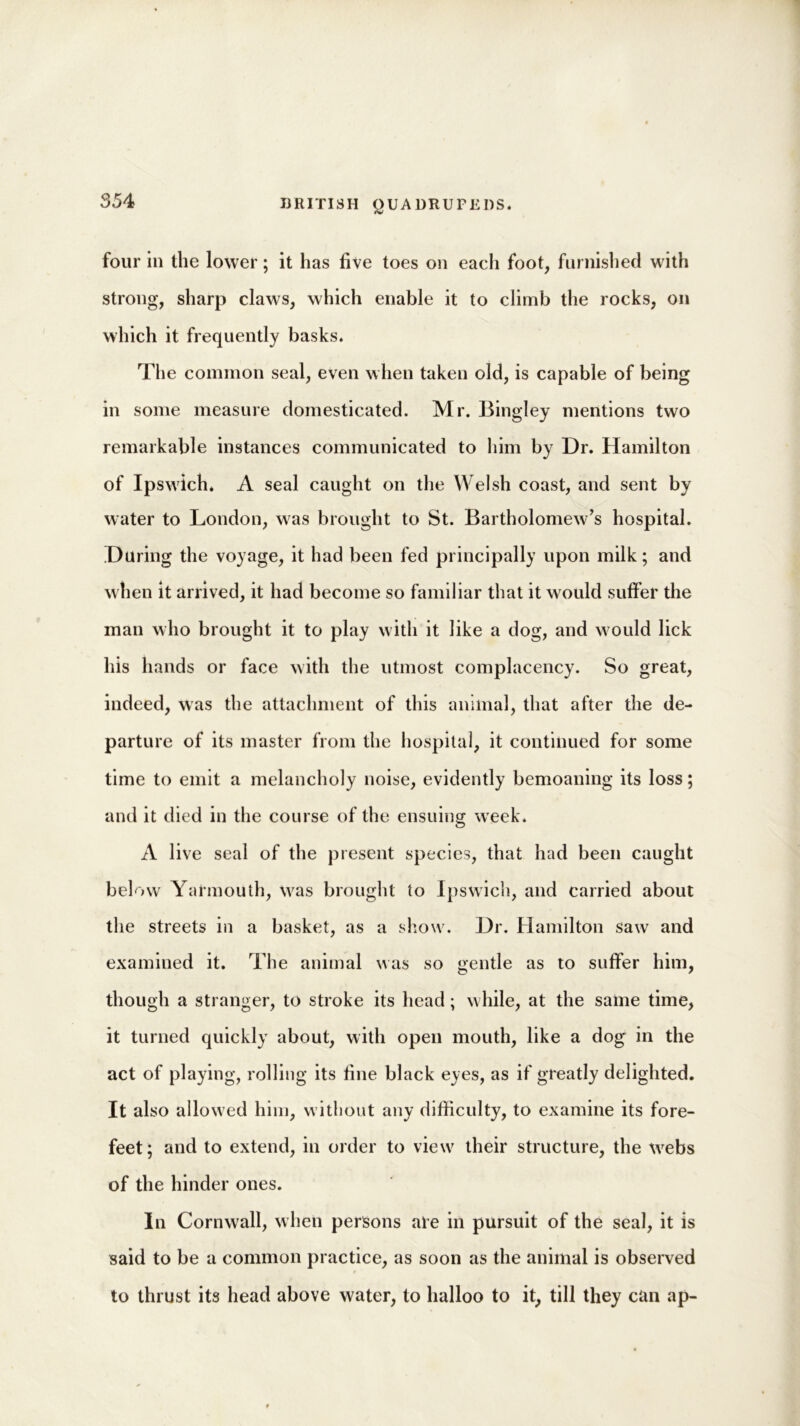 four in the lower; it has five toes on each foot, furnished with strong, sharp claws, which enable it to climb the rocks, on which it frequently basks. The common seal, even when taken old, is capable of being in some measure domesticated. Mr. Bingley mentions two remarkable instances communicated to him by Dr. Hamilton of Ipswich. A seal caught on the Welsh coast, and sent by water to London, was brought to St. Bartholomew’s hospital. During the voyage, it had been fed principally upon milk; and when it arrived, it had become so familiar that it would suffer the man who brought it to play with it like a dog, and would lick his hands or face with the utmost complacency. So great, indeed, was the attachment of this animal, that after the de- parture of its master from the hospital, it continued for some time to emit a melancholy noise, evidently bemoaning its loss; and it died in the course of the ensuing week. A live seal of the present species, that had been caught below Yarmouth, was brought to Ipswich, and carried about the streets in a basket, as a show. Dr. Hamilton saw and examined it. The animal was so gentle as to suffer him, though a stranger, to stroke its head; while, at the same time, it turned quickly about, with open mouth, like a dog in the act of playing, rolling its fine black eyes, as if greatly delighted. It also allowed him, without any difficulty, to examine its fore- feet; and to extend, in order to view their structure, the webs of the hinder ones. In Cornwall, when persons ale in pursuit of the seal, it is said to be a common practice, as soon as the animal is observed to thrust its head above water, to halloo to it, till they can ap-