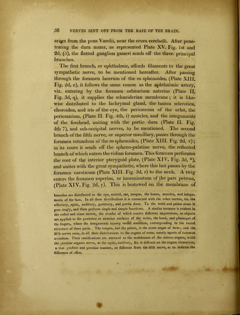 arises from the pons Varolii, near the crura cerebelli. After pene- trating the dura mater, as represented Plate XV. Fig. 1st and 2d, (5), the flatted ganglion gasseri sends off the three principal branches. The first branch, or ophthalmic, affords filaments to the great sympathetic nerve, to be mentioned hereafter. After passing through the foramen laeerum of the os sphenoides, (Plate XIIT, Fig. 2d, c), it follows the same course as the ophthalmic artery, viz. entering by the foramen orbitarium anterius (Plate II, Fig. 3d, q), it supplies the Schneiderian membrane; it is like- wise distributed to the lachrymal gland, the tunica sclerotica, choroidea, and iris of the eye, the periosteum of the orbit, the pericranium, (Plate II. Fig. 4th, i) muscles, and the integuments of the forehead, uniting with the portio dura (Plate II. Fig. 4th 7), and sub-occipital nerves, to be mentioned. The second branch of the fifth nerve, or superior maxillary, passes through the foramen rotundum of the os sphenoides, (Plate XIII. Fig. 2d, v); in its route it sends off the spheno-palatine nerve, the reflected branch of which enters the vidian foramen. This foramen perforates the root of the interior pterygoid plate, (Plate XIV. Fig. 3d, *), and unites with the great sympathetic, where this last passes by the foramen caroticum (Plate XIII. Fig. 3d, r) to the neck. A twig enters the foramen superius, or innominatum of the pars petrosa, (Plate XIV. Fig. 2d, y). This is bestowed on the membrane of branches are distributed to the eye, nostril, ear, tongue, the bones, muscles, and integu- ments of the face. In all these distributions it is connected with the other nerres, viz. the olfactory, optic, auditory, gustatory, and portia dura. To the teeth and palate alone it goes singly, and these perform single and simple functions. A similar instance is evident in the radial and ulnar nerves, the trunks of which receive different impressions, as objects are applied to the posterior.or anterior surfaces of the wrist, the hand, and phalanges of the fingers, where the integuments convey varied sensation, corresponding to the varied structure of these parts. The tongue, not the palate, is the acute organ of taste; and the fifth nerves seem, in all their distributions to the organs of sense, merely agents of common sensation. Their ramifications are annexed to the membranes of the various organs, while the peculiar organic nerve, a^ the optic, auditory, &c. is diffused on the organs tliemselves, n that profuse and peculiar manner, so different from the fifth nerve, as to indicate the difference of office.