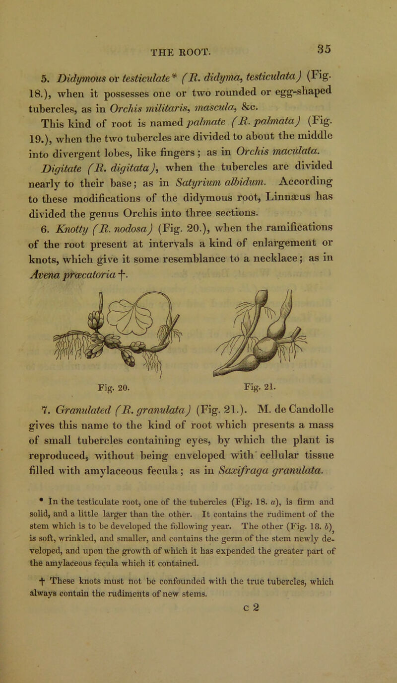 5. Didymous or testiculate * (JR. didyma, testiculata) (1 ig- 18. ), when it possesses one or two rounded or egg-sliaped tubercles, as in Orchis militarise mascula, &c. This kind of root is named palmate (JR. palmataj (Fig. 19. ), when the two tubercles are divided to about the middle into divergent lobes, like fingers ; as in Orchis macxdata. Digitate (JR. digitata), when the tubercles are divided nearly to their base; as in Satyrium albidum. According to these modifications of the didymous root, Linnaeus has divided the genus Orchis into three sections. 6. Knotty (JR. nodosaJ (Fig. 20.), when the ramifications of the root present at intervals a kind of enlargement or knots, which give it some resemblance to a necklace; as in Arena prcecatoria -f-. Fig. 20. Fig. 21. 7. Gramdated (JR. granulata) (Fig. 21.). M. de Candolle gives this name to the kind of root which presents a mass of small tubercles containing eyes, by which the plant is reproduced;, without being enveloped with cellular tissue filled with amylaceous fecula; as in Saxifraga. granulata. • In the testiculate root, one of the tubercles (Fig. 18. a), is firm and solid, and a little larger than the other. It contains the rudiment of the stem which is to be developed the following year. The other (Fig. 18. b) is soft, wrinkled, and smaller, and contains the germ of the stem newly de- veloped, and upon the growth of which it has expended the greater part of the amylaceous fecula which it contained. •f These knots must not be confounded with the true tubercles, which always contain the rudiments of new stems. c 2