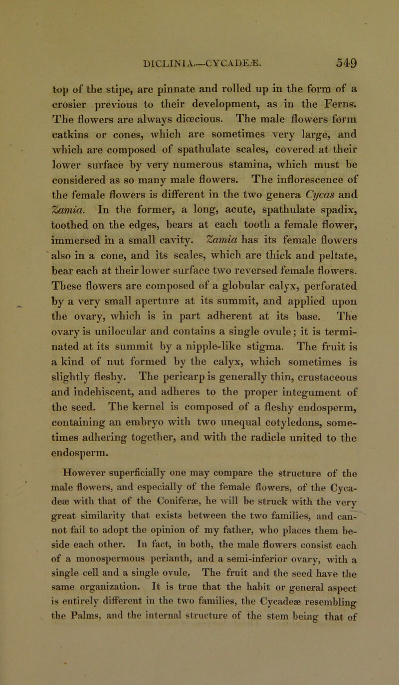 top of the stipe, are pinnate and rolled up in the form of a crosier previous to their development, as in the Ferns. The flowers are always dioecious. The male flowers form catkins or cones, which are sometimes very large, and which are composed of spathulate scales, covered at their lower surface by very numerous stamina, which must be considered as so many male flowers. The inflorescence of the female flowers is different in the two genera Cycas and Zamia. In the former, a long, acute, spathulate spadix, toothed on the edges, bears at each tooth a female flower, immersed in a small cavity. Zamia has its female flowers also in a cone, and its scales, which are thick and peltate, bear each at their lower surface two reversed female flowers. These flowers are composed of a globular calyx, perforated by a very small aperture at its summit, and applied upon the ovary, which is in part adherent at its base. The ovary is unilocular and contains a single ovule; it is termi- nated at its summit by a nipple-like stigma. The fruit is a kind of nut formed by the calyx, which sometimes is slightly fleshy. The pericarp is generally thin, crustaceous and indehiscent, and adheres to the proper integument of the seed. The kernel is composed of a fleshy endosperm, containing an embryo with two unequal cotyledons, some- times adhering together, and with the radicle united to the endosperm. However superficially one may compare the structure of the male flowers, and especially of the female flowers, of the Cyca- deae with that of the Coniferae, he will be struck with the very great similarity that exists between the two families, and can- not fail to adopt the opinion of my father, who places them be- side each other. In fact, in both, the male flowers consist each of a monospermous perianth, and a semi-inferior ovary, with a single cell and a single ovule. The fruit and the seed have the same organization. It is true that the habit or general aspect is entirely different in the two families, the Cycadeaj resembling the Palms, and the internal structure of the stem being that of